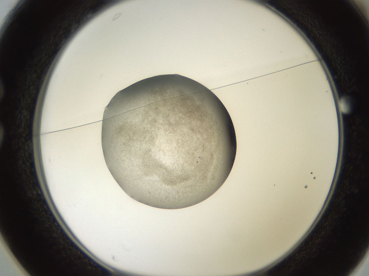 folderID620_plateID1620_batchID6748_wellNum25_profileID1_d1_r108008_ef.jpg