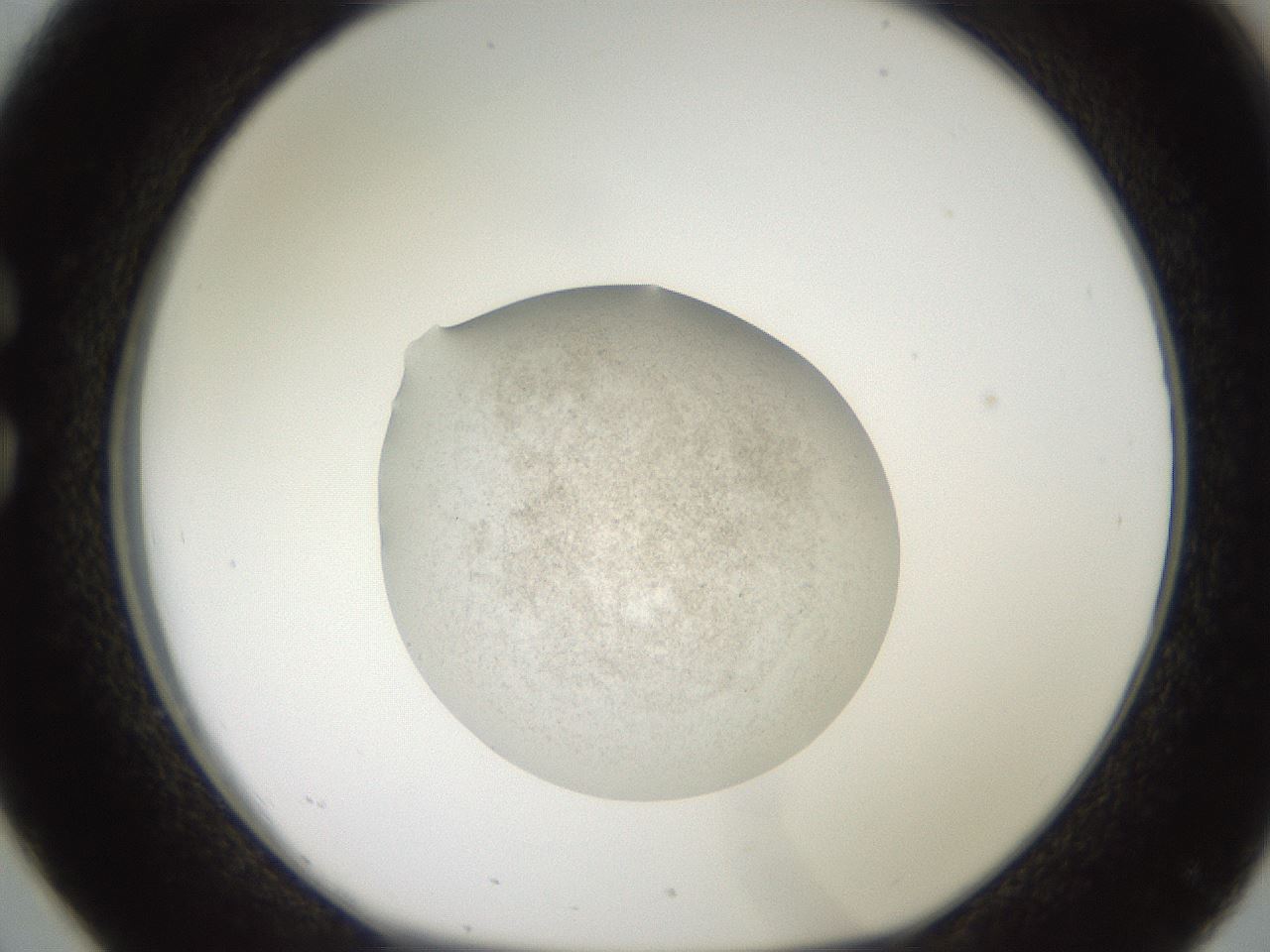 folderID620_plateID1620_batchID6748_wellNum26_profileID1_d1_r108010_ef.jpg