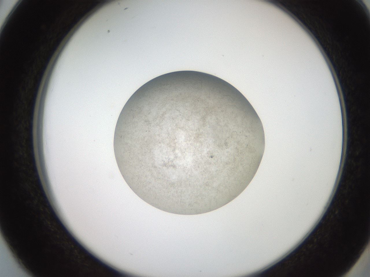 folderID620_plateID1620_batchID6748_wellNum38_profileID1_d2_r108035_ef.jpg