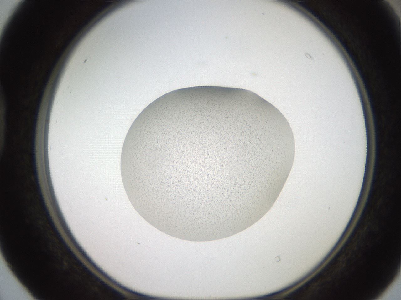 folderID620_plateID1620_batchID6748_wellNum40_profileID1_d1_r108038_ef.jpg