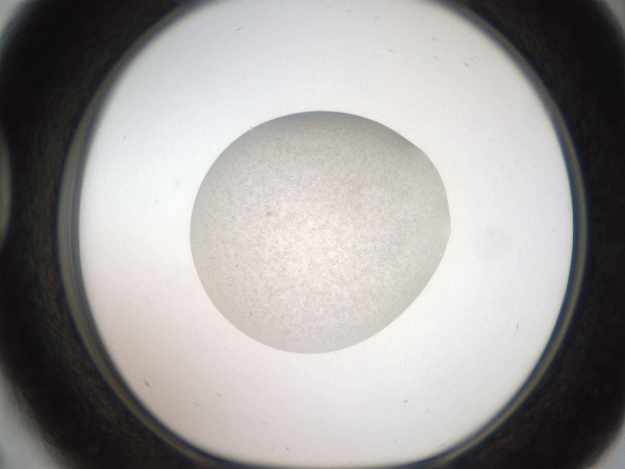 folderID620_plateID1620_batchID6748_wellNum41_profileID1_d1_r108040_ef.jpg