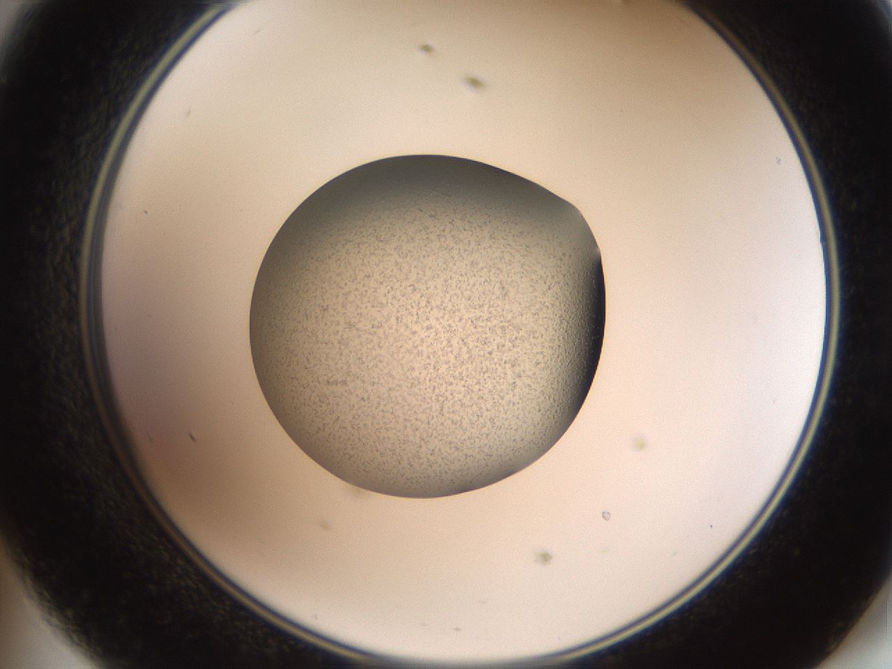 folderID620_plateID1620_batchID6748_wellNum47_profileID1_d2_r108053_ef.jpg