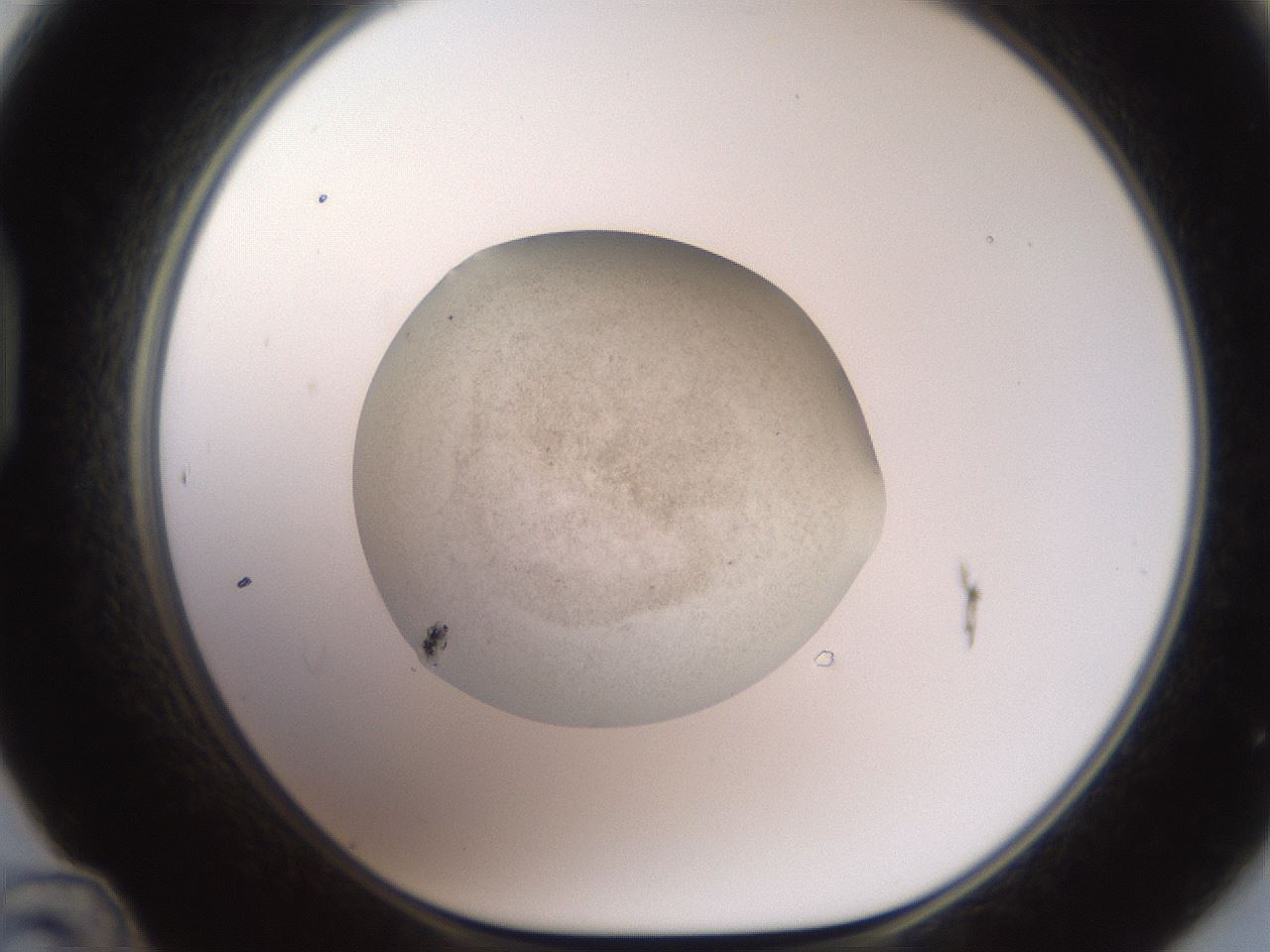 folderID620_plateID1620_batchID6748_wellNum48_profileID1_d1_r108054_ef.jpg