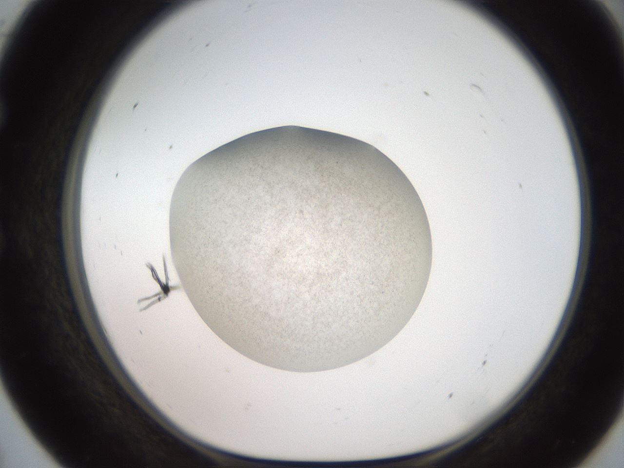 folderID620_plateID1620_batchID6748_wellNum55_profileID1_d1_r108068_ef.jpg