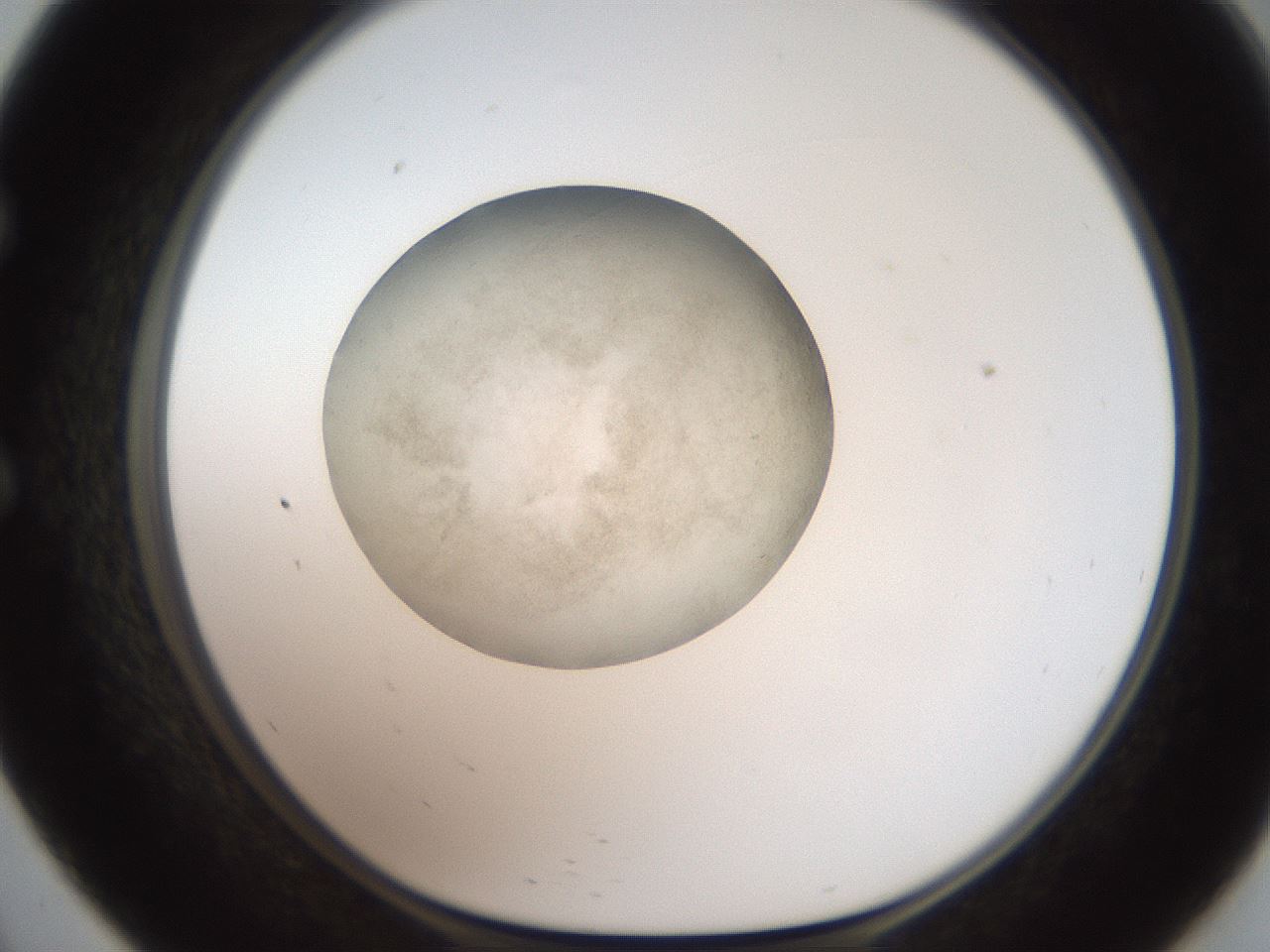 folderID620_plateID1620_batchID6748_wellNum57_profileID1_d1_r108072_ef.jpg