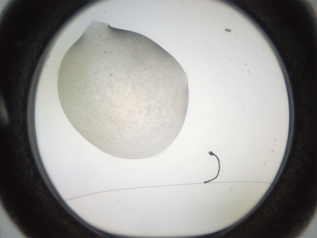 folderID620_plateID1620_batchID6748_wellNum5_profileID1_d1_r107968_ef.jpg