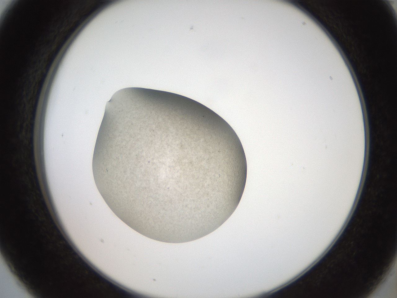 folderID620_plateID1620_batchID6748_wellNum5_profileID1_d2_r107969_ef.jpg