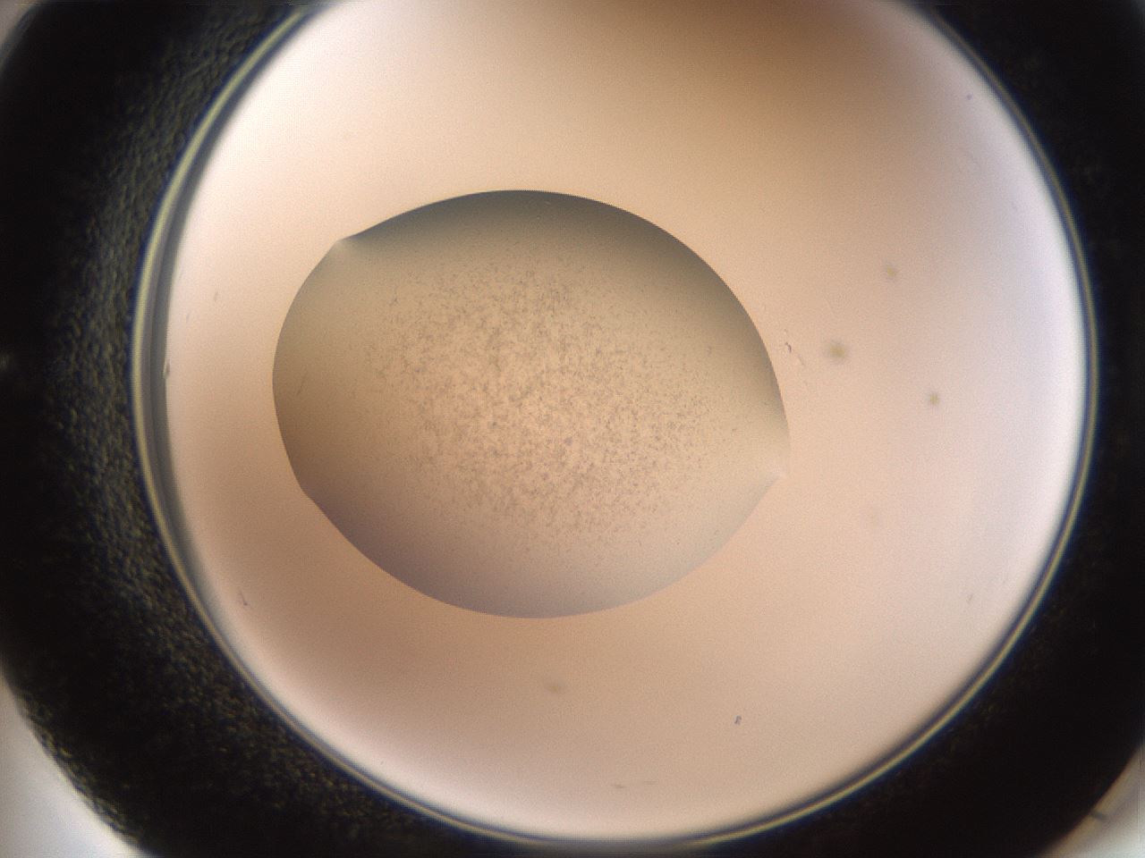 folderID620_plateID1620_batchID6748_wellNum60_profileID1_d2_r108079_ef.jpg
