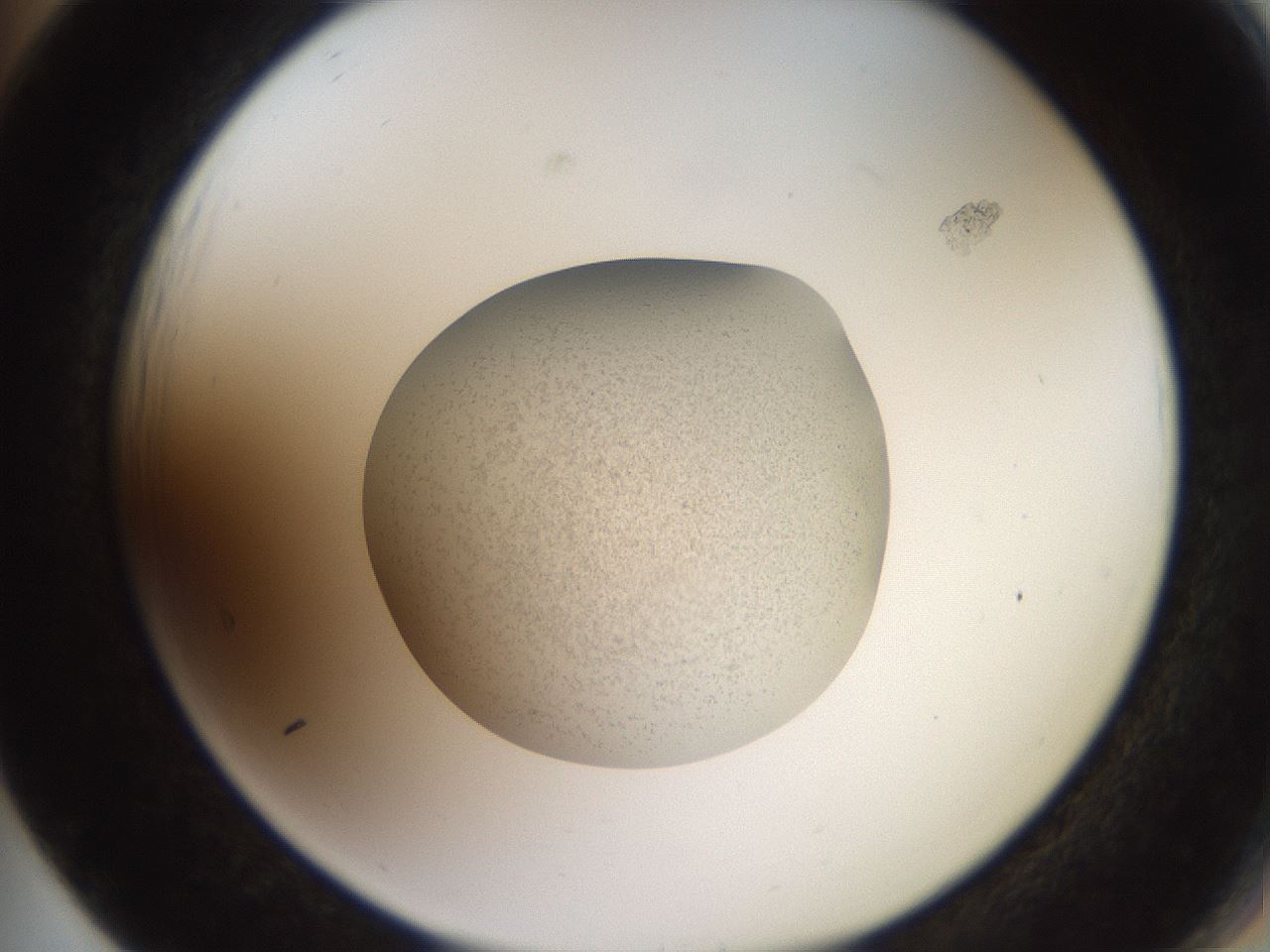 folderID620_plateID1620_batchID6748_wellNum65_profileID1_d2_r108089_ef.jpg
