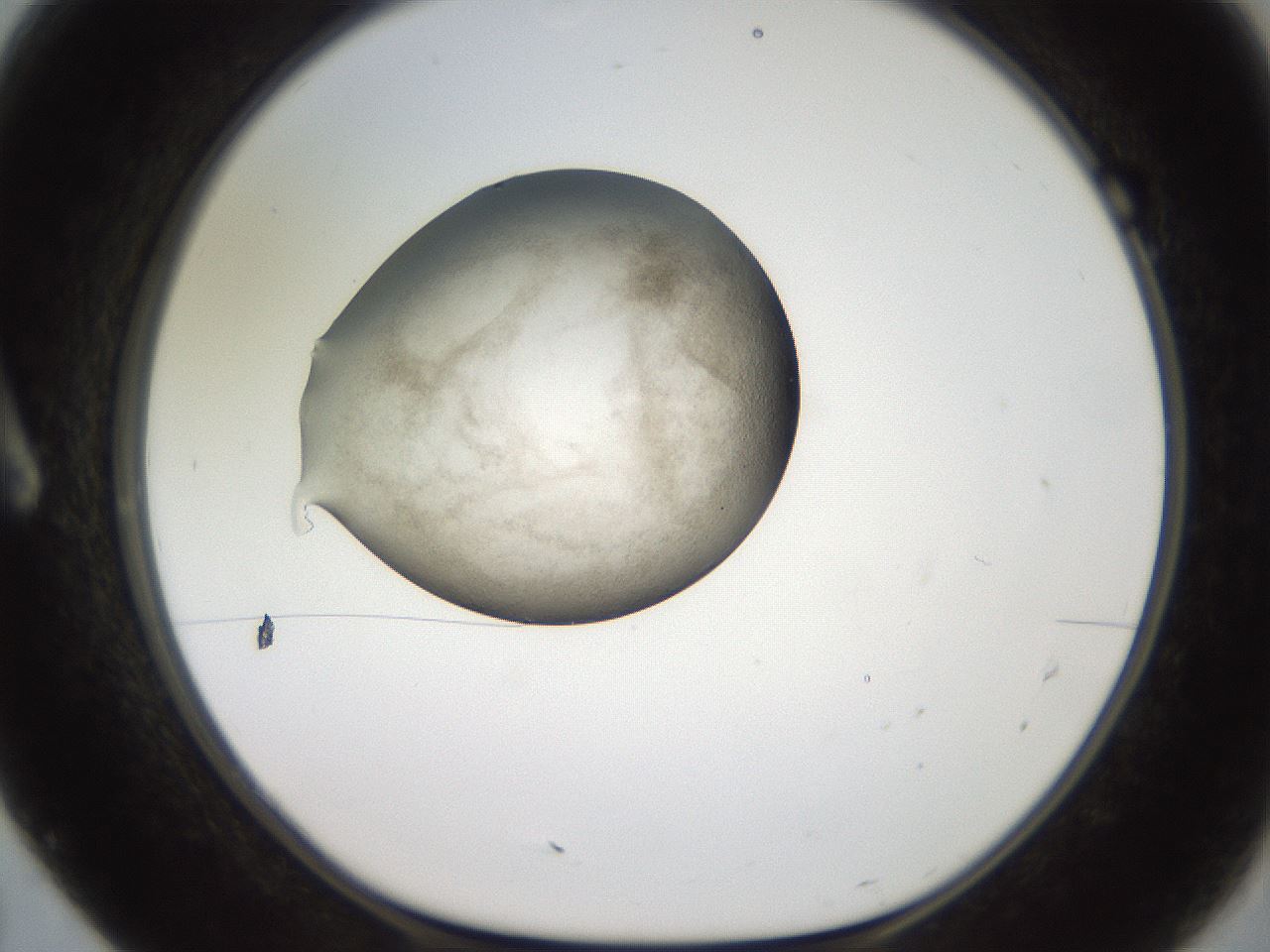 folderID620_plateID1620_batchID6748_wellNum7_profileID1_d1_r107972_ef.jpg