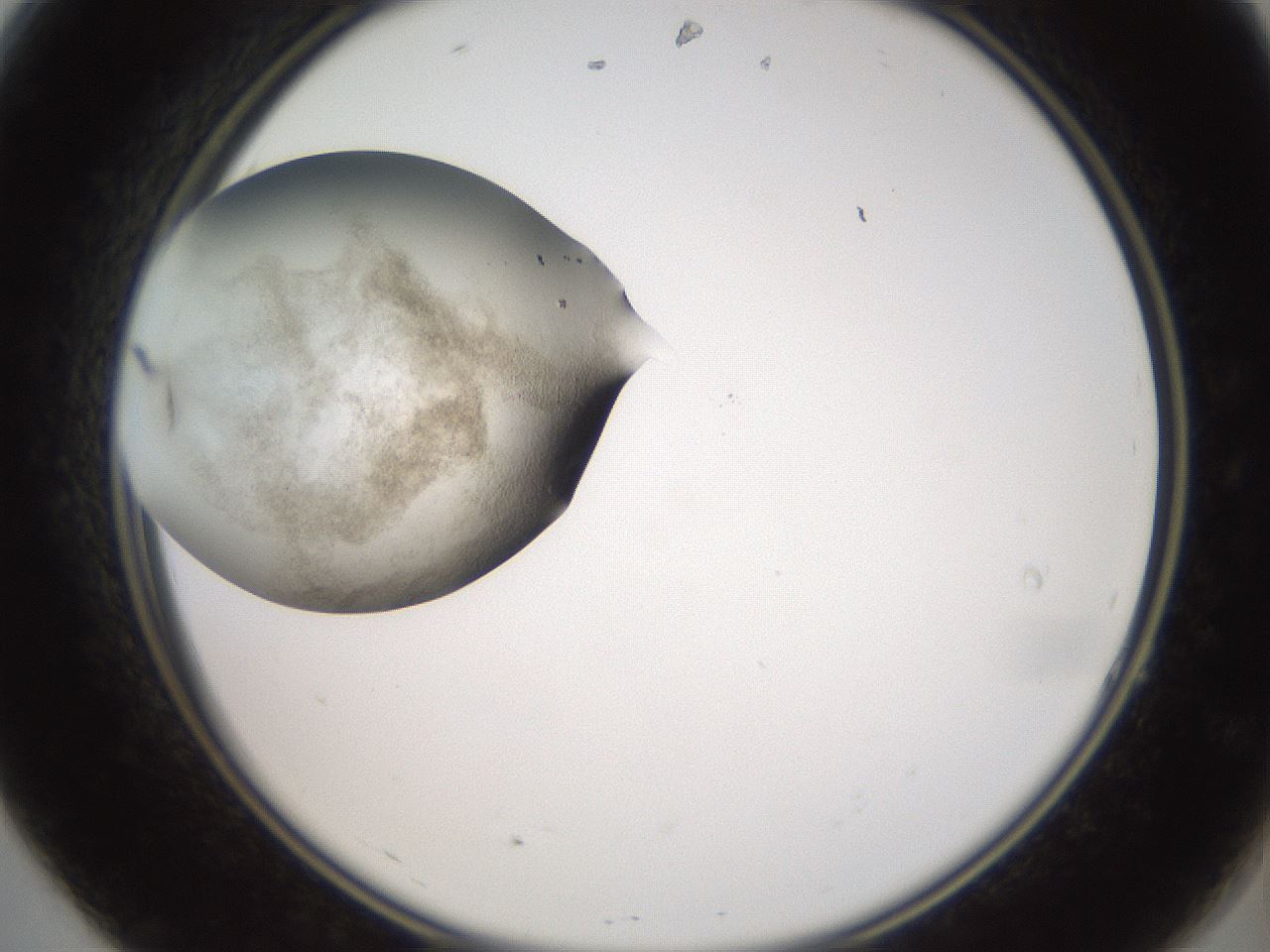 folderID620_plateID1620_batchID6748_wellNum7_profileID1_d2_r107973_ef.jpg