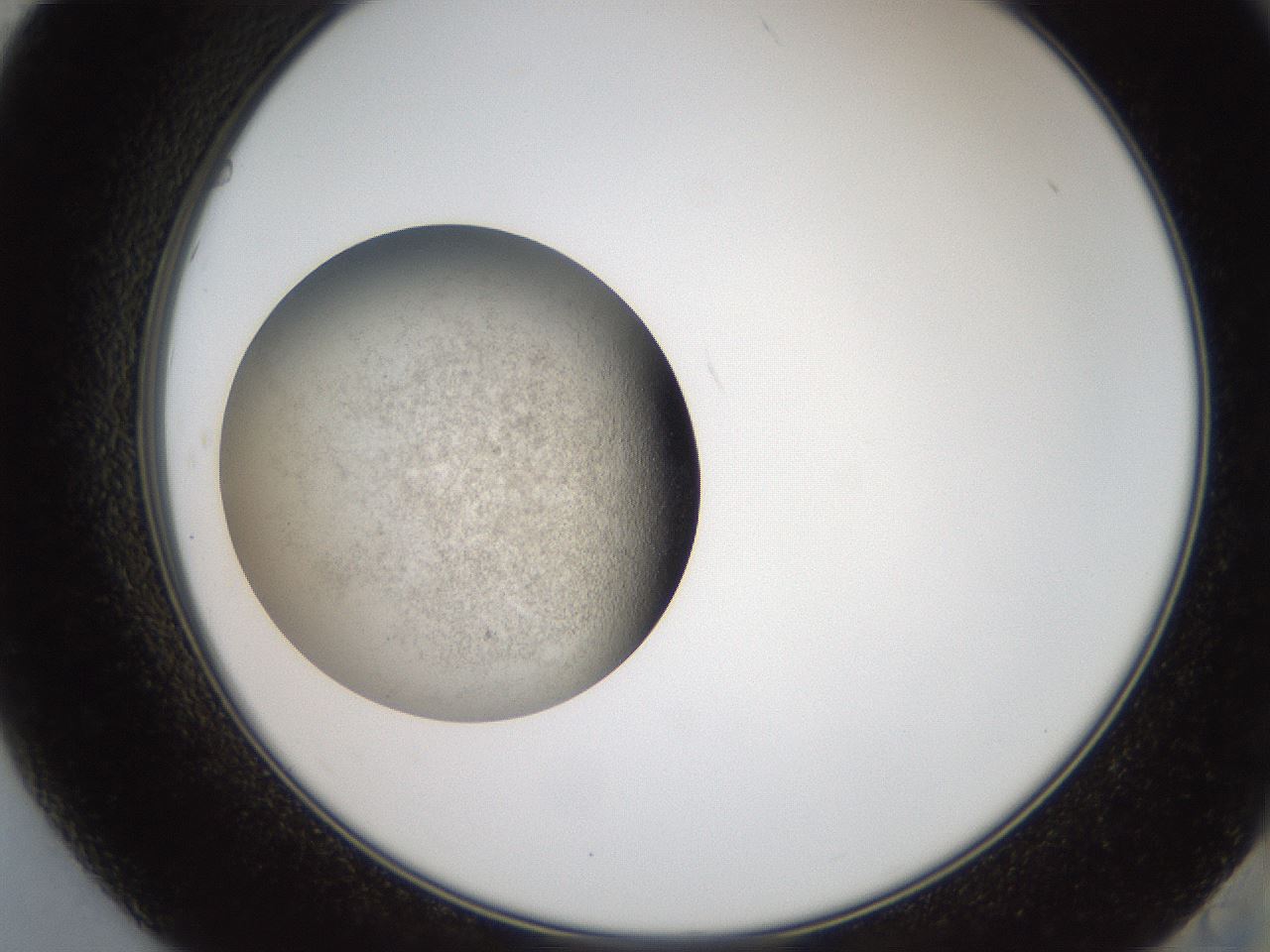 folderID620_plateID1620_batchID6748_wellNum84_profileID1_d2_r108127_ef.jpg