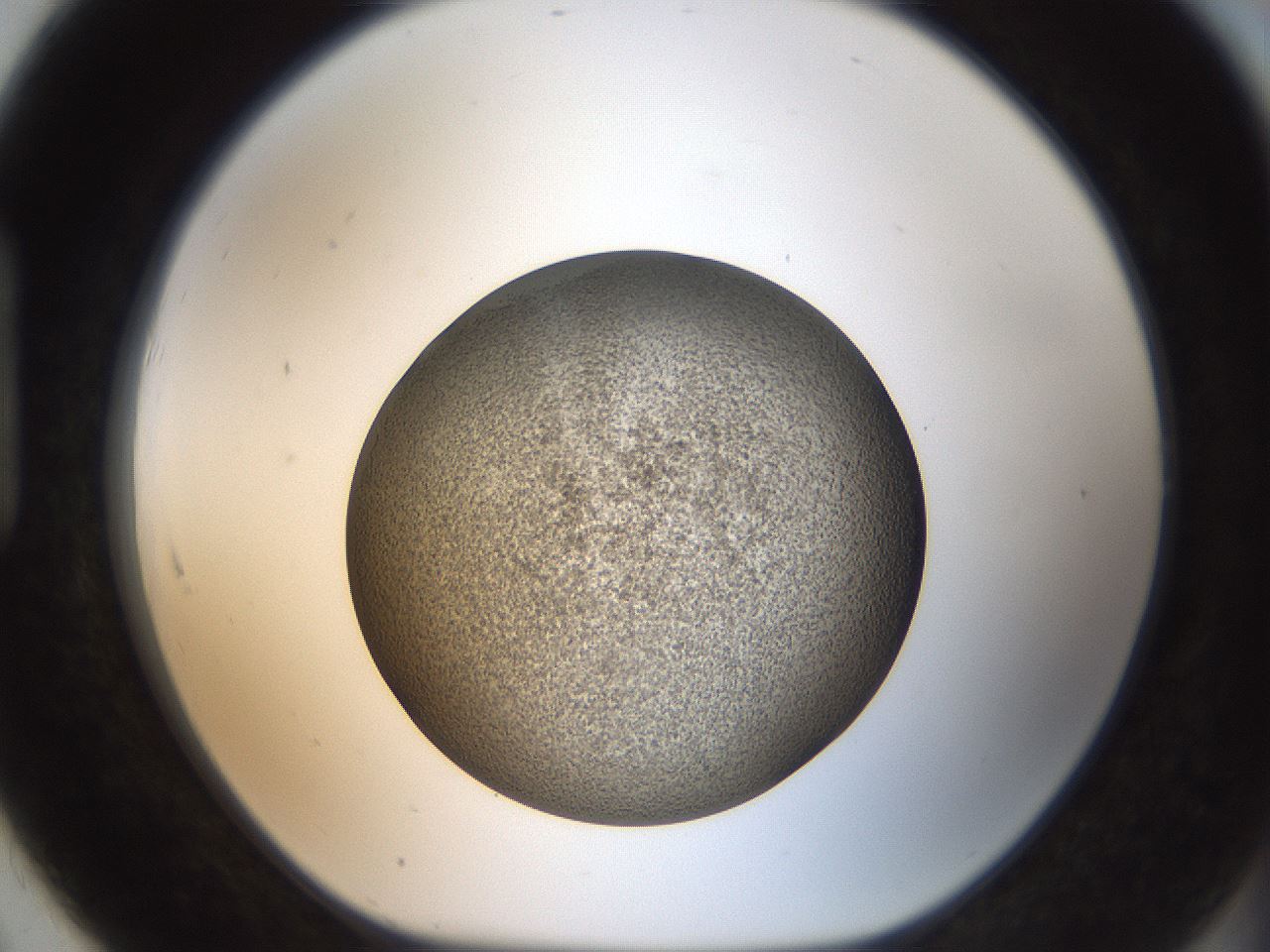 folderID61_plateID2061_batchID9137_wellNum91_profileID1_d1_r139281_ef.jpg