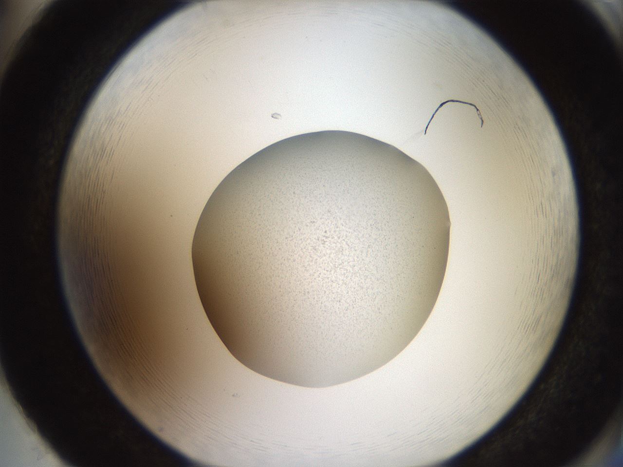 folderID620_plateID1620_batchID6748_wellNum86_profileID1_d2_r108131_ef.jpg