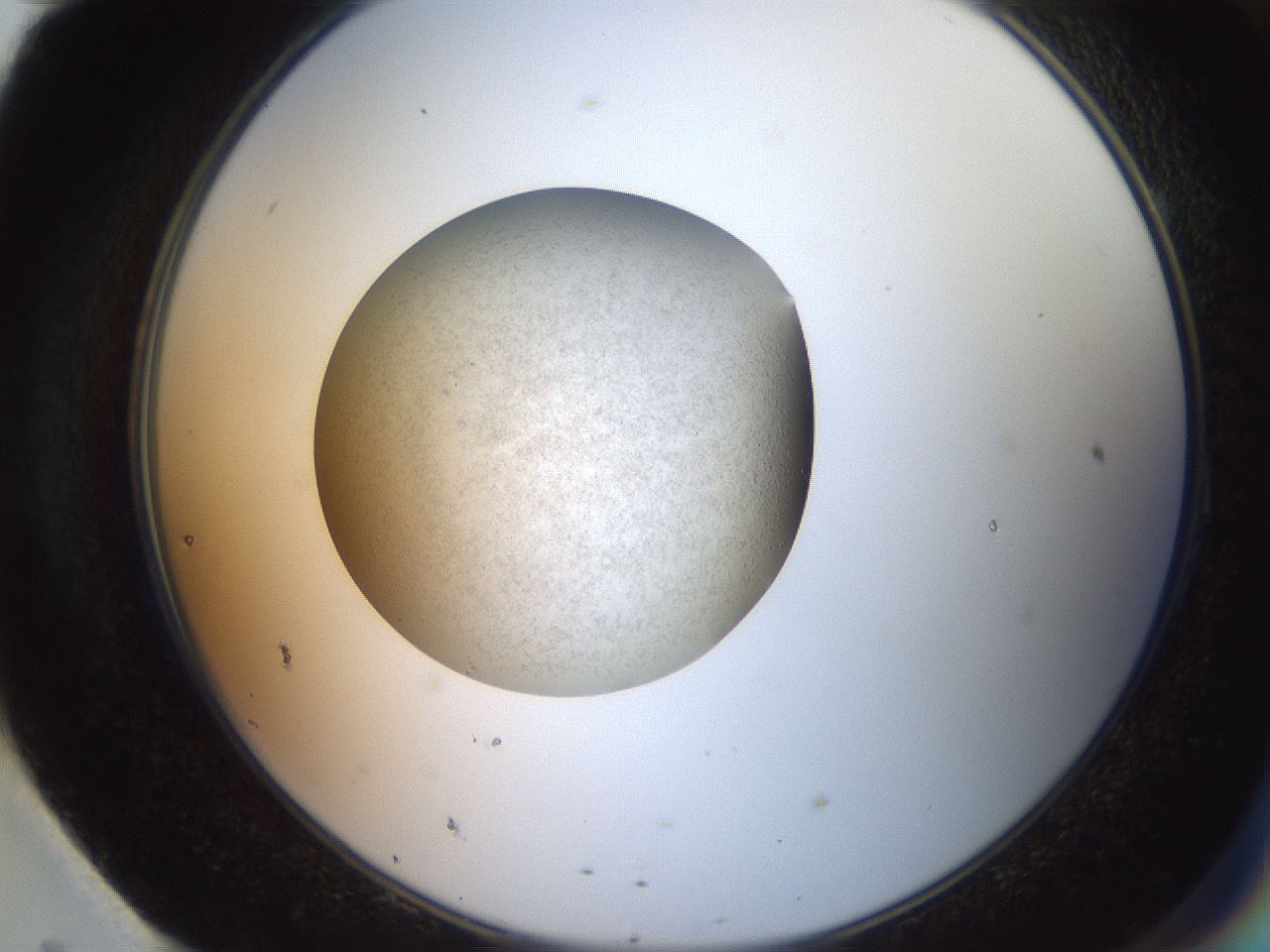 folderID620_plateID1620_batchID6748_wellNum95_profileID1_d2_r108149_ef.jpg