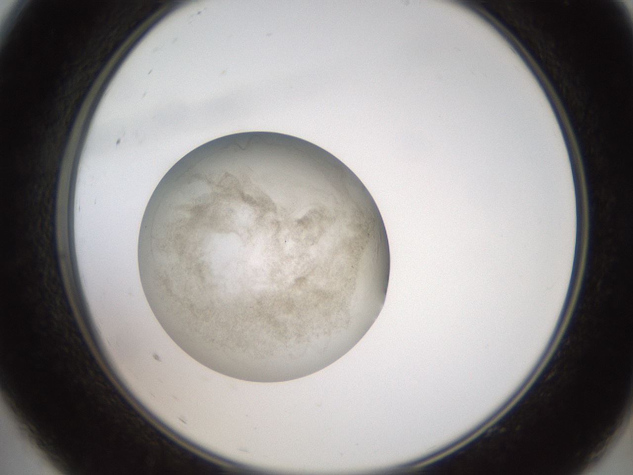 folderID620_plateID1620_batchID6748_wellNum9_profileID1_d2_r107977_ef.jpg