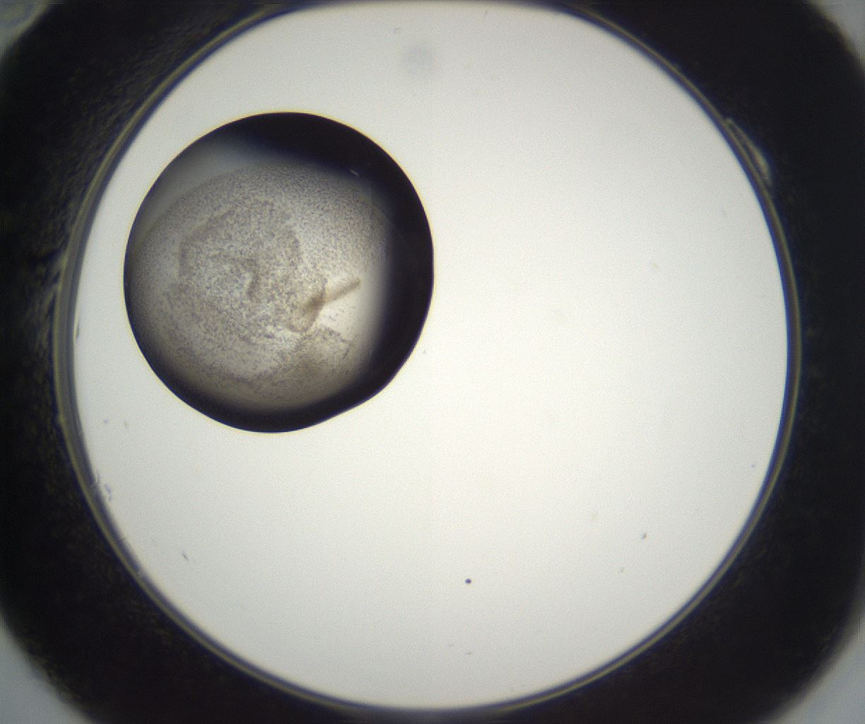 folderID622_plateID2622_batchID13251_wellNum10_profileID1_d2_r209213_ef.jpg