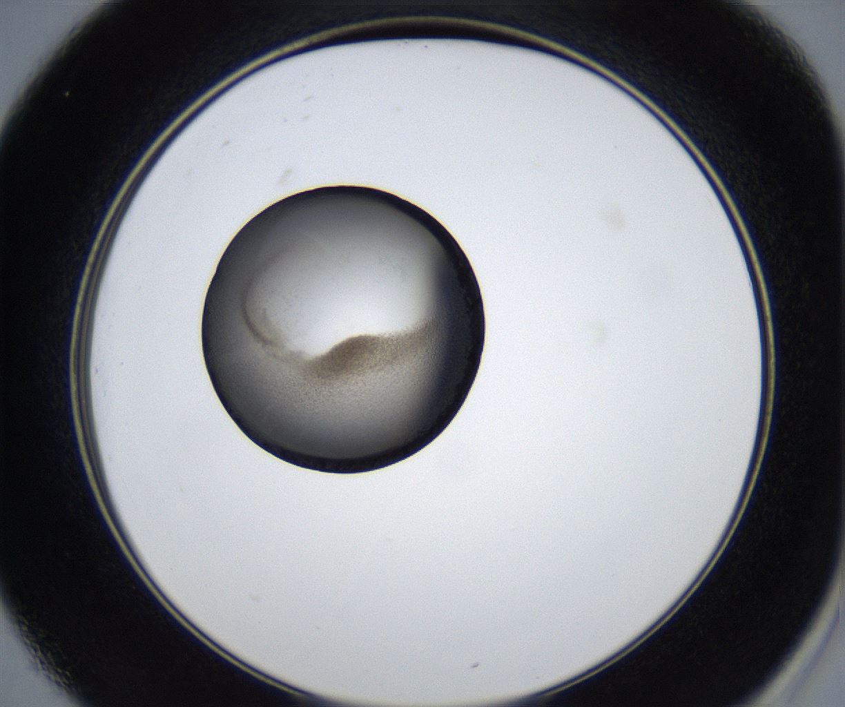 folderID623_plateID2623_batchID13250_wellNum25_profileID1_d2_r207899_ef.jpg