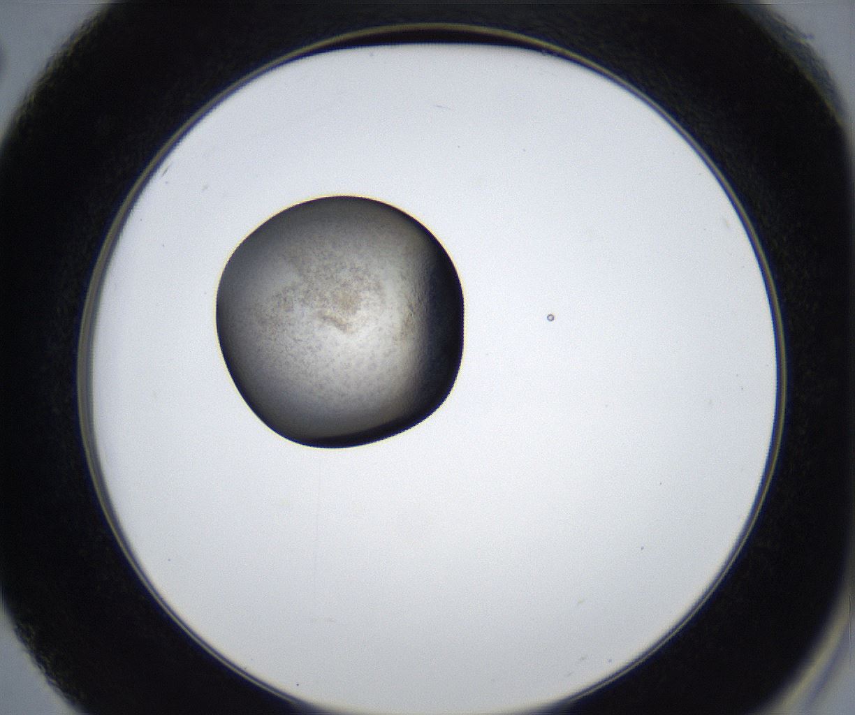 folderID623_plateID2623_batchID13250_wellNum50_profileID1_d2_r207949_ef.jpg