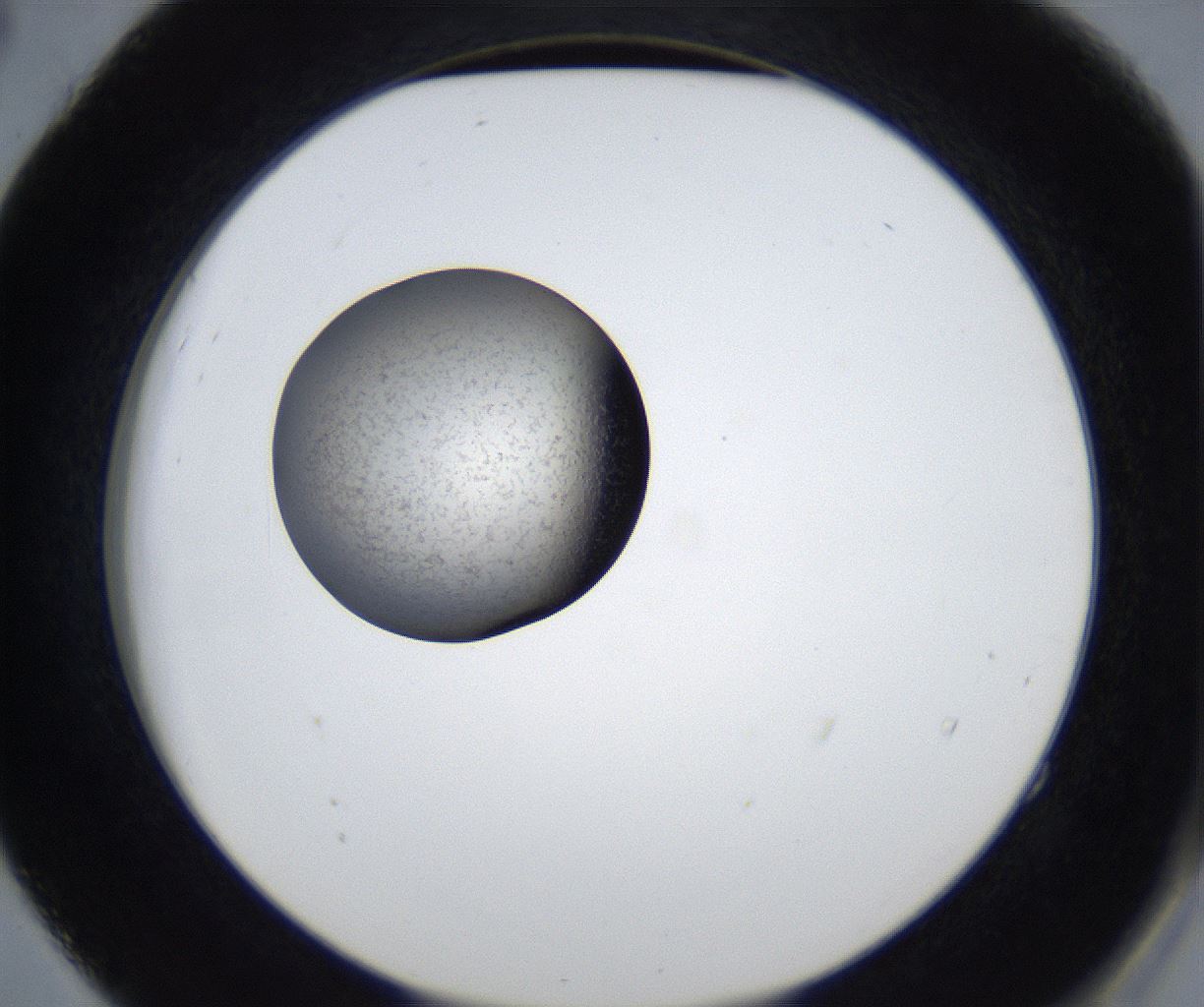 folderID623_plateID2623_batchID13250_wellNum52_profileID1_d2_r207953_ef.jpg