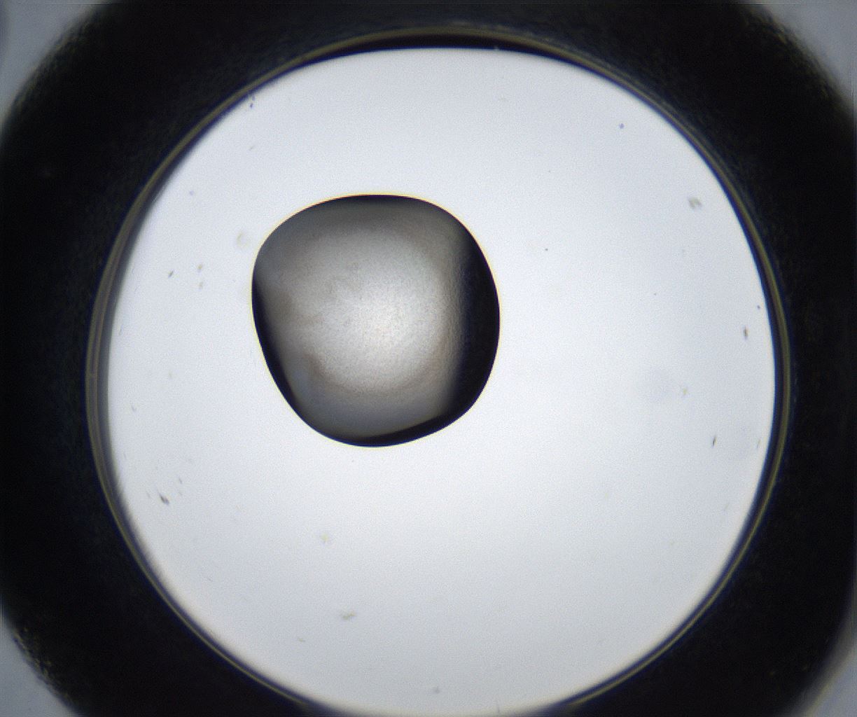 folderID623_plateID2623_batchID13250_wellNum68_profileID1_d2_r207985_ef.jpg