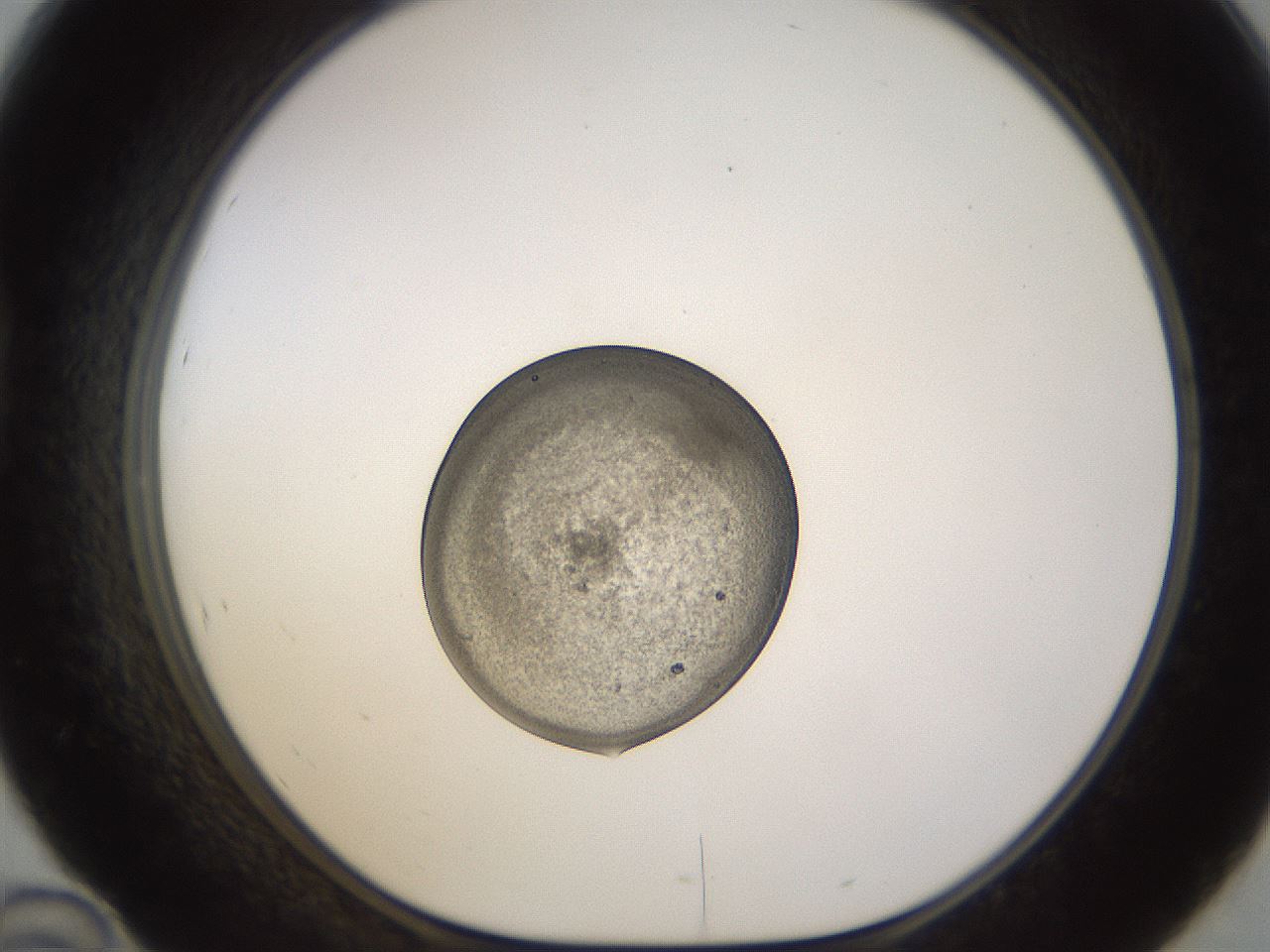 folderID621_plateID2621_batchID13307_wellNum46_profileID1_d1_r211016_ef.jpg