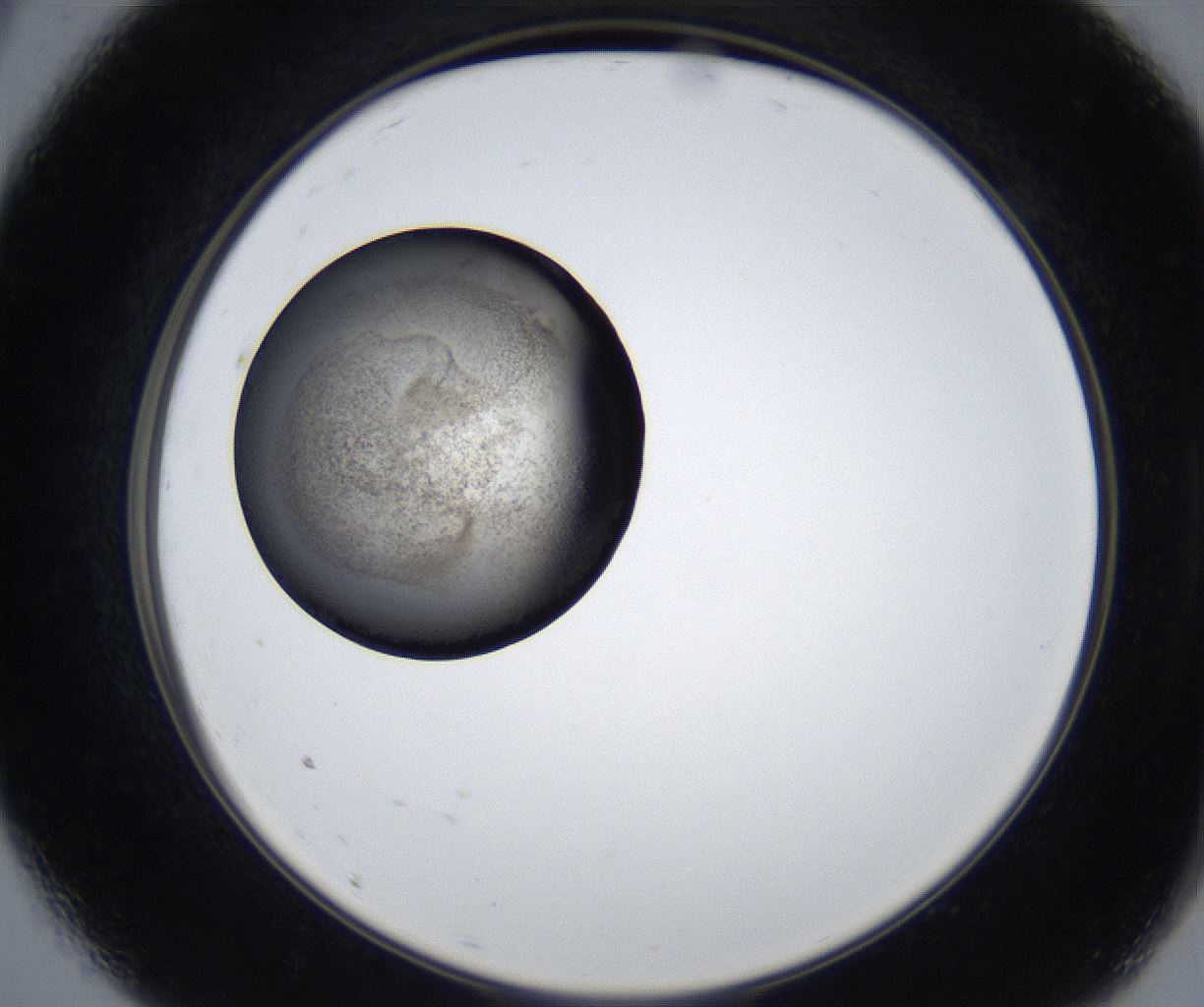 folderID623_plateID2623_batchID13250_wellNum9_profileID1_d2_r207867_ef.jpg