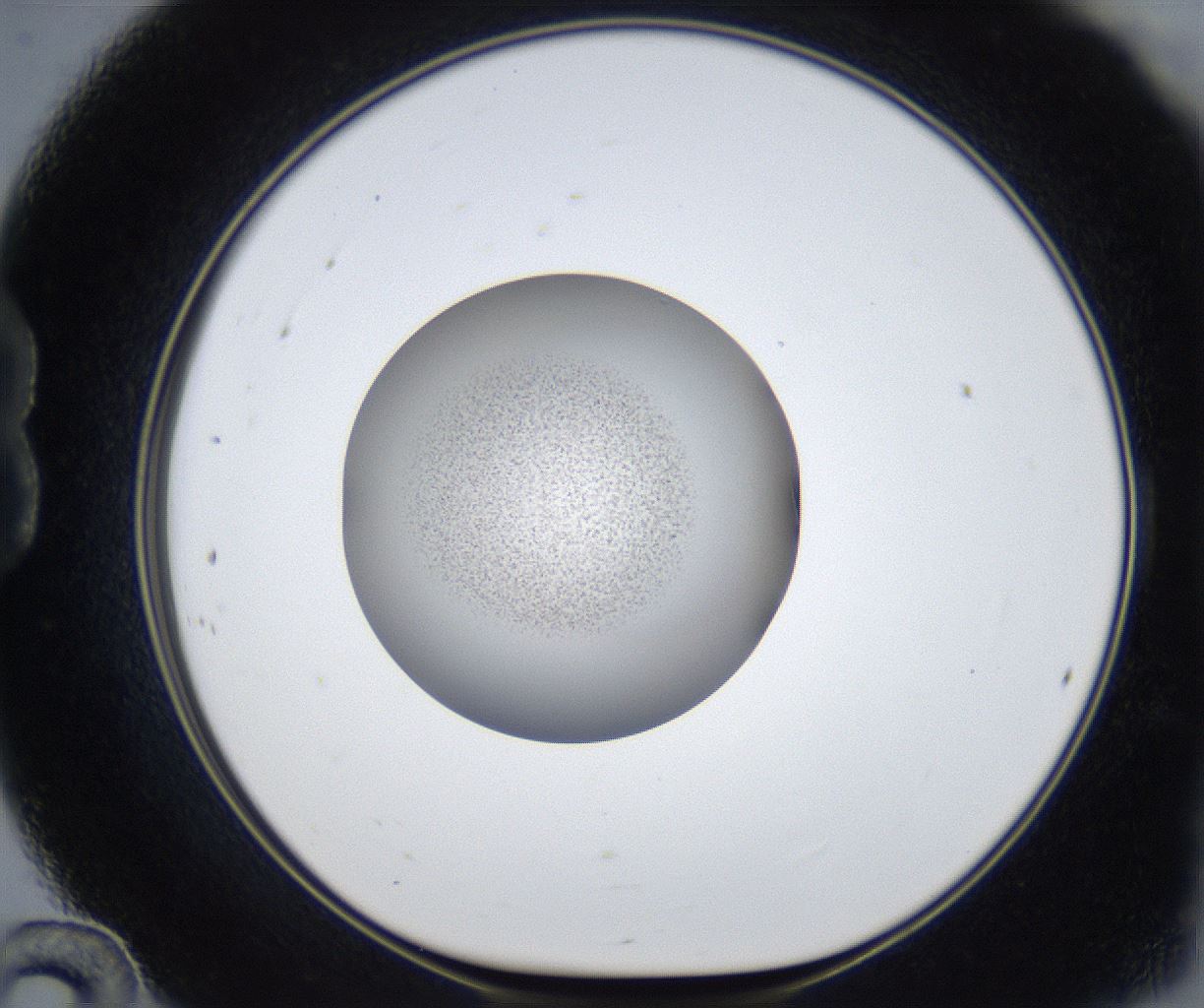 folderID625_plateID2625_batchID13252_wellNum24_profileID1_d1_r208280_ef.jpg