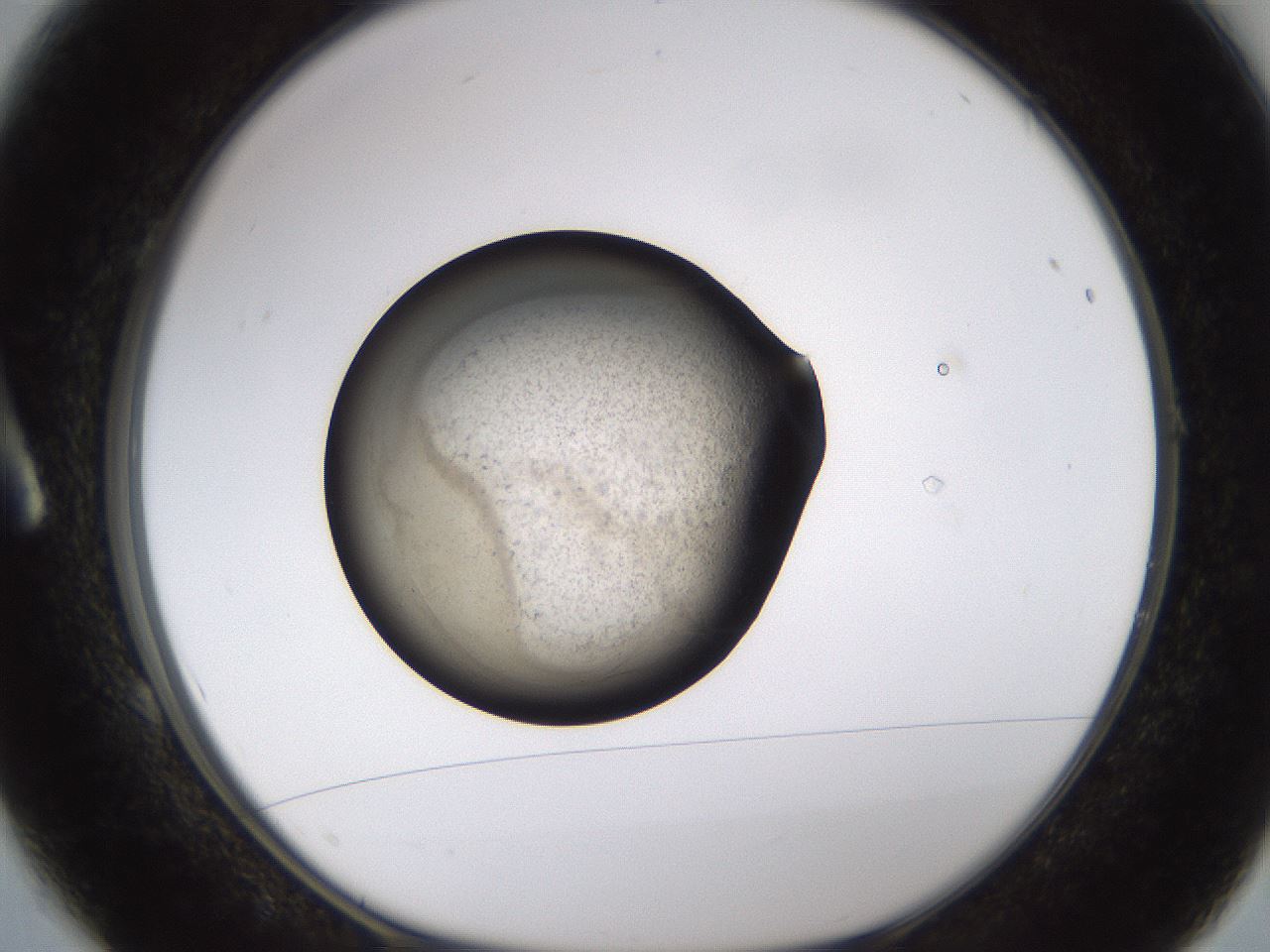 folderID627_plateID1627_batchID6794_wellNum1_profileID1_d1_r108932_ef.jpg