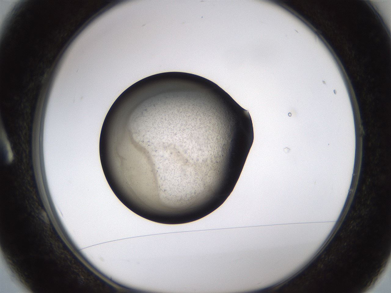 folderID627_plateID1627_batchID6819_wellNum1_profileID1_d1_r108932_ef.jpg