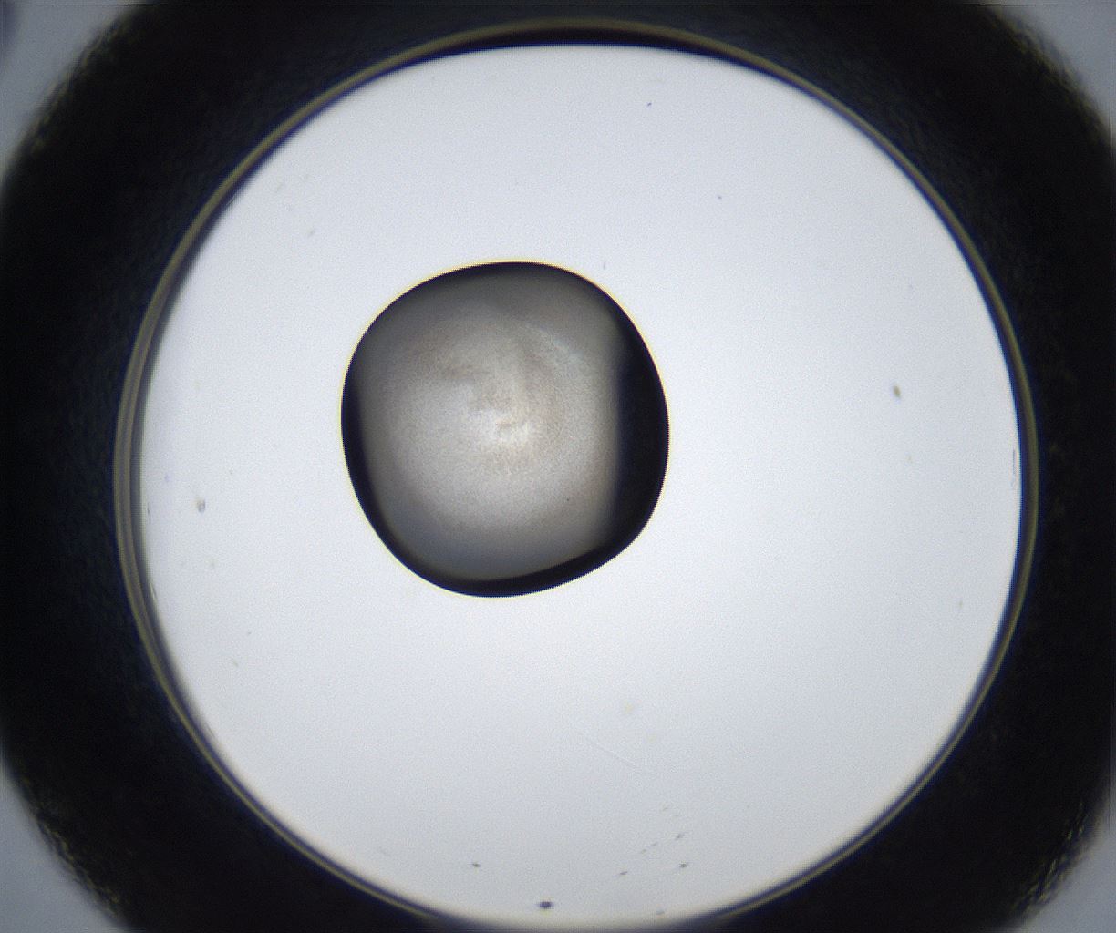 folderID627_plateID2627_batchID13256_wellNum20_profileID1_d2_r208465_ef.jpg