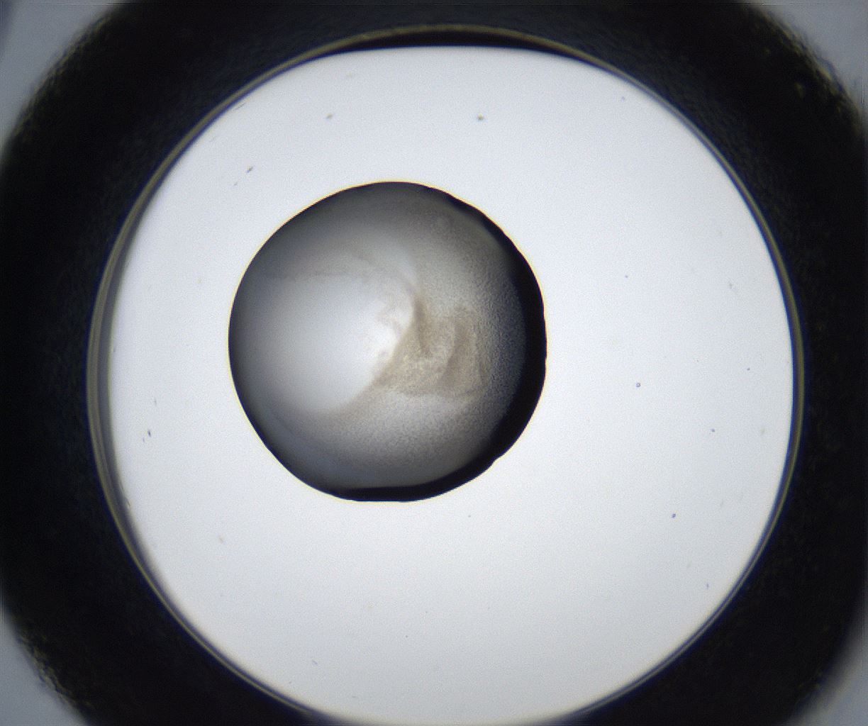 folderID627_plateID2627_batchID13256_wellNum45_profileID1_d2_r208515_ef.jpg