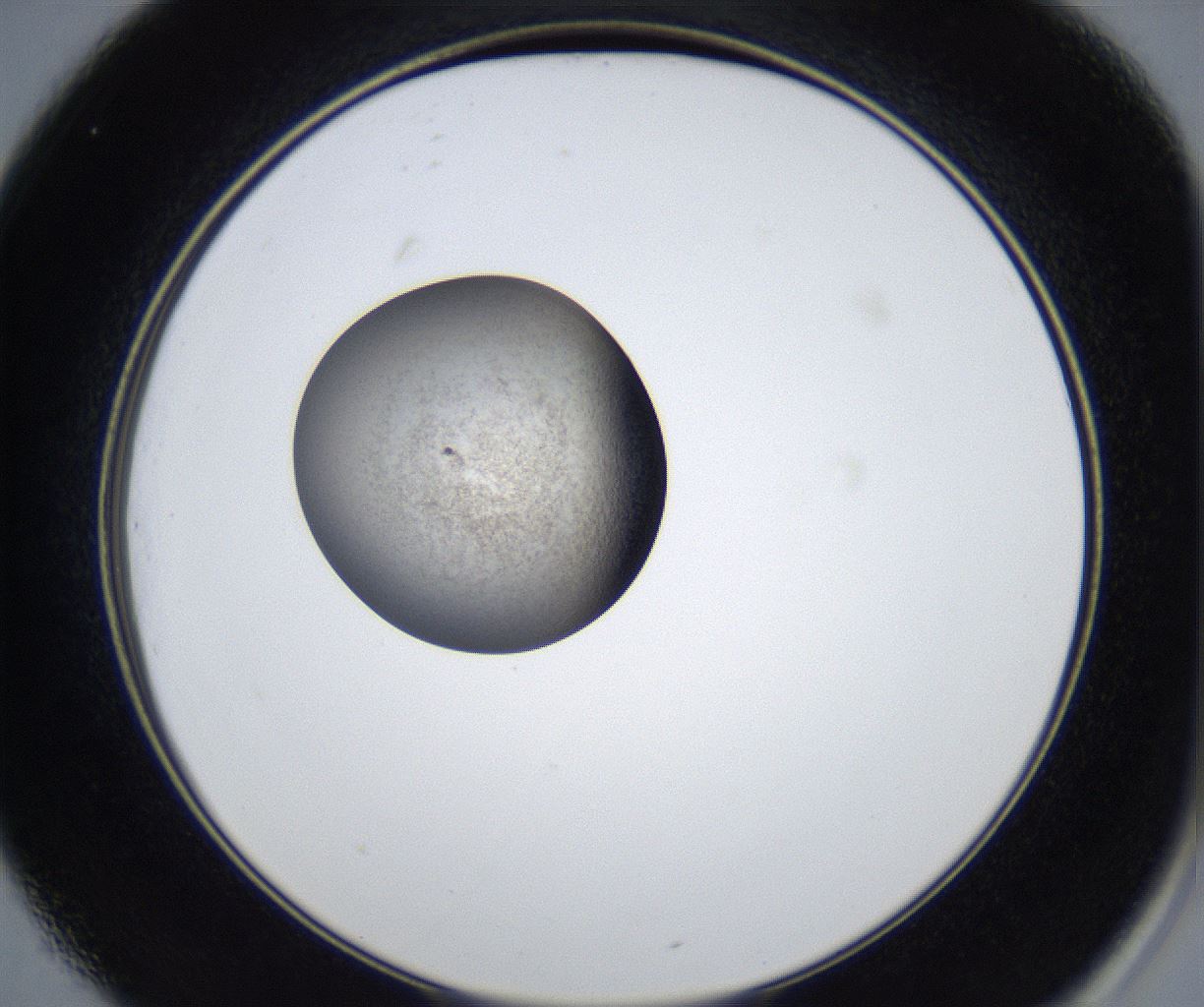 folderID627_plateID2627_batchID13256_wellNum25_profileID1_d2_r208475_ef.jpg