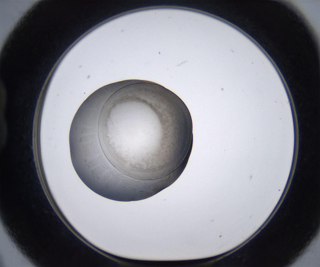 folderID211_plateID2211_batchID10045_wellNum21_profileID1_d1_r150367_ef.jpg