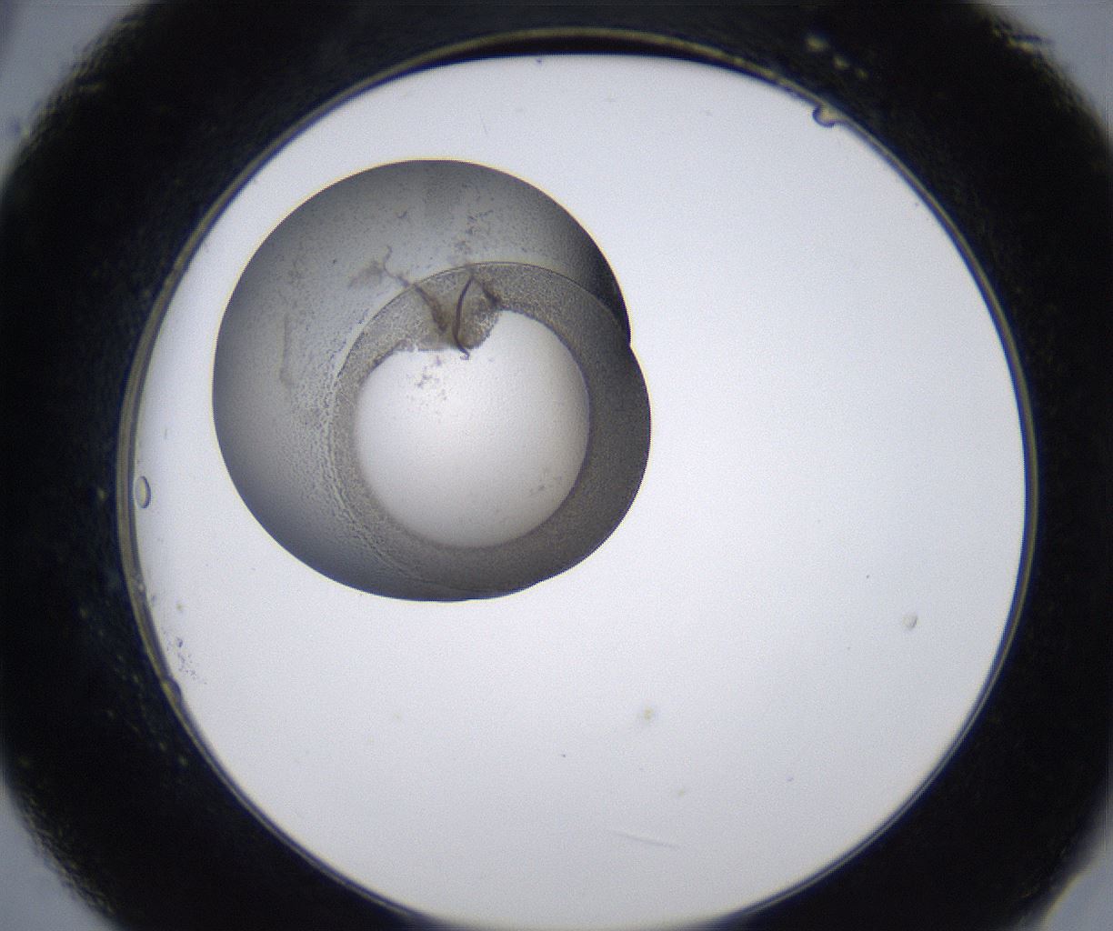 folderID211_plateID2211_batchID10045_wellNum21_profileID1_d2_r150368_ef.jpg