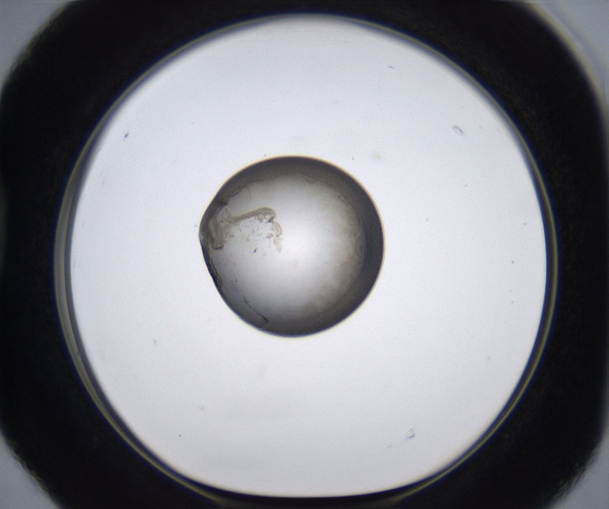 folderID211_plateID2211_batchID10045_wellNum40_profileID1_d1_r150405_ef.jpg