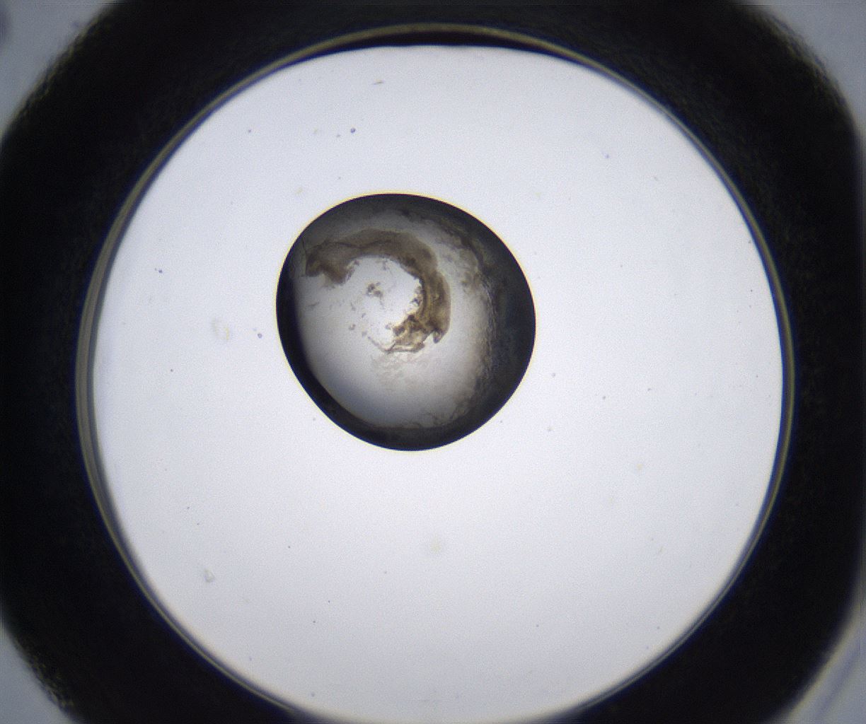 folderID211_plateID2211_batchID10045_wellNum40_profileID1_d2_r150406_ef.jpg