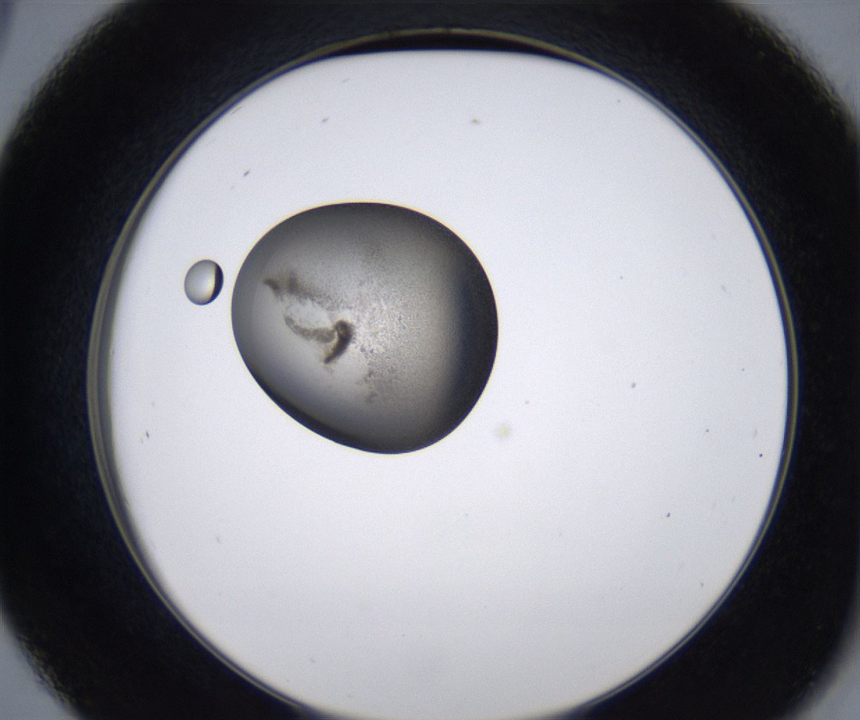 folderID211_plateID2211_batchID10045_wellNum45_profileID1_d2_r150416_ef.jpg