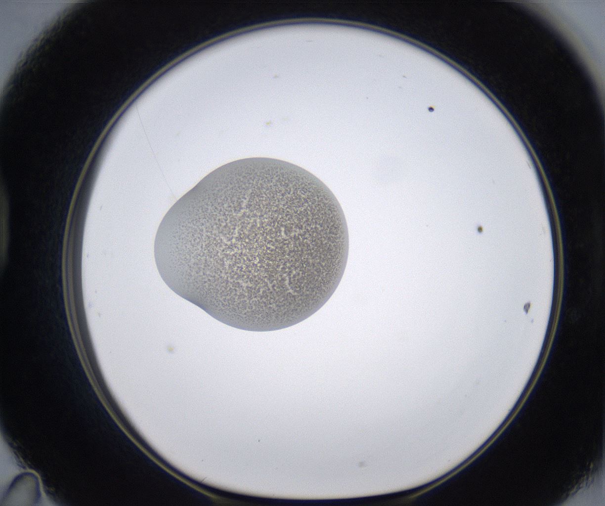folderID211_plateID2211_batchID10045_wellNum47_profileID1_d1_r150419_ef.jpg