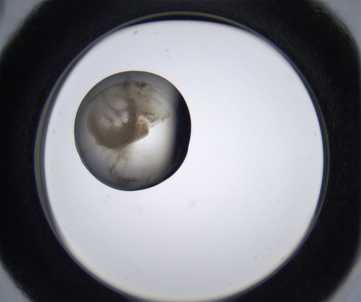 folderID211_plateID2211_batchID10045_wellNum29_profileID1_d2_r150384_ef.jpg