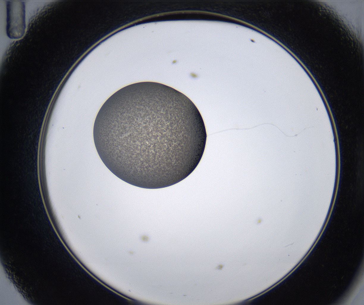 folderID211_plateID2211_batchID10045_wellNum47_profileID1_d2_r150420_ef.jpg