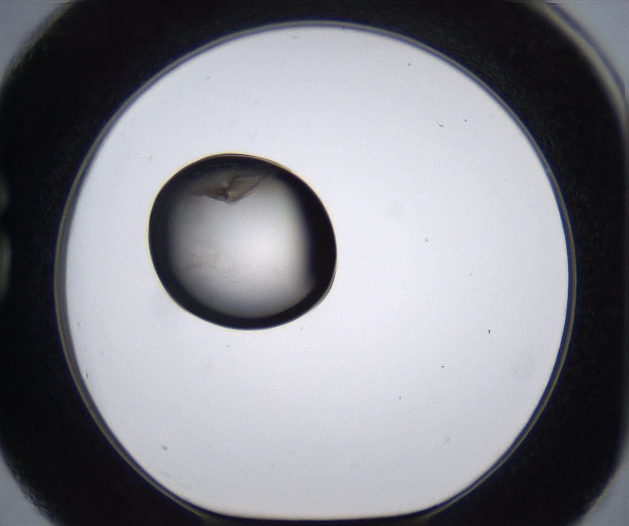 folderID211_plateID2211_batchID10045_wellNum75_profileID1_d1_r150475_ef.jpg