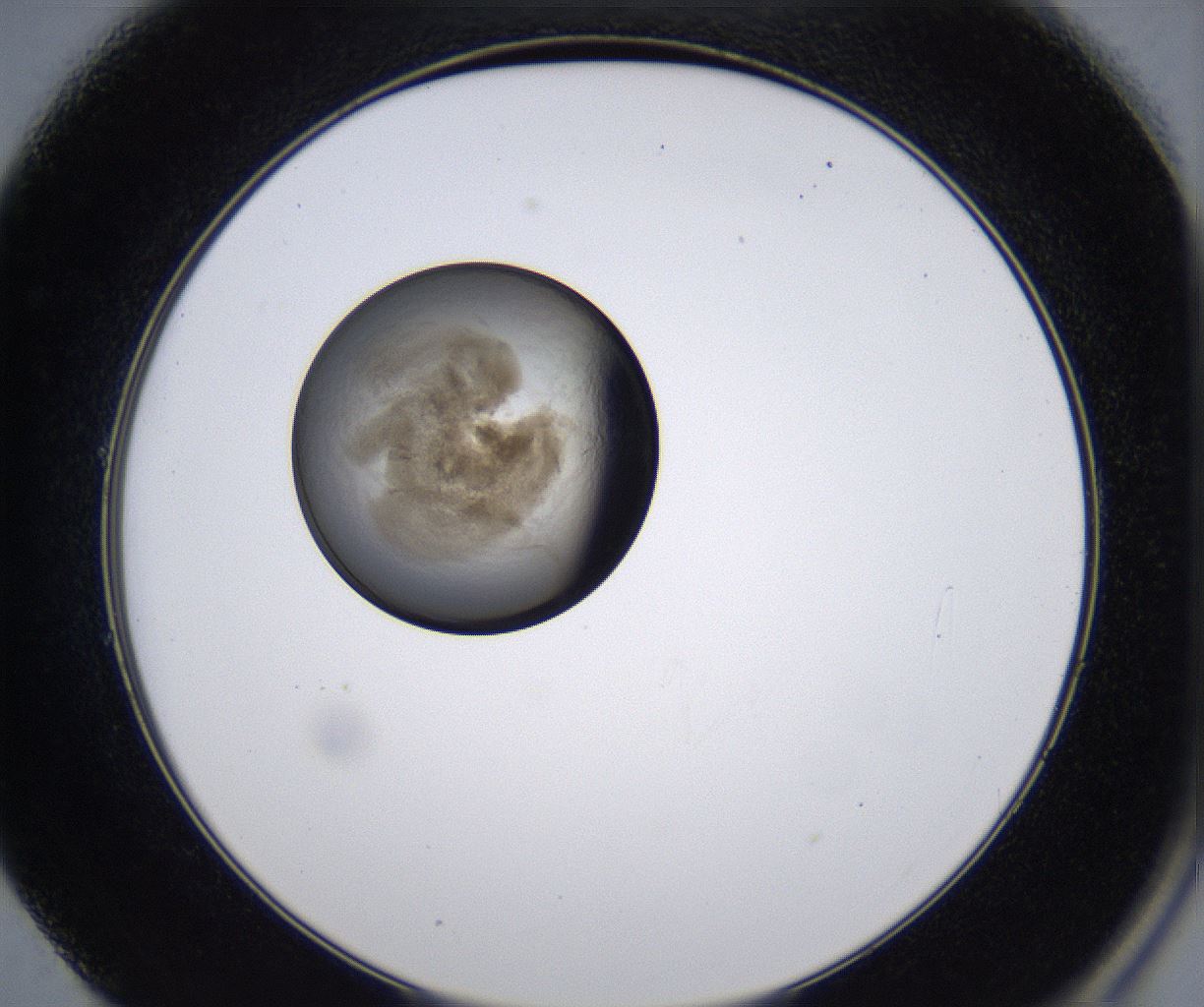 folderID211_plateID2211_batchID10045_wellNum49_profileID1_d2_r150424_ef.jpg