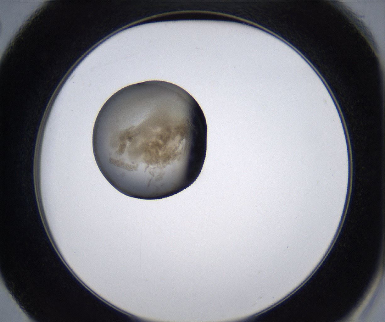 folderID211_plateID2211_batchID10045_wellNum50_profileID1_d2_r150426_ef.jpg