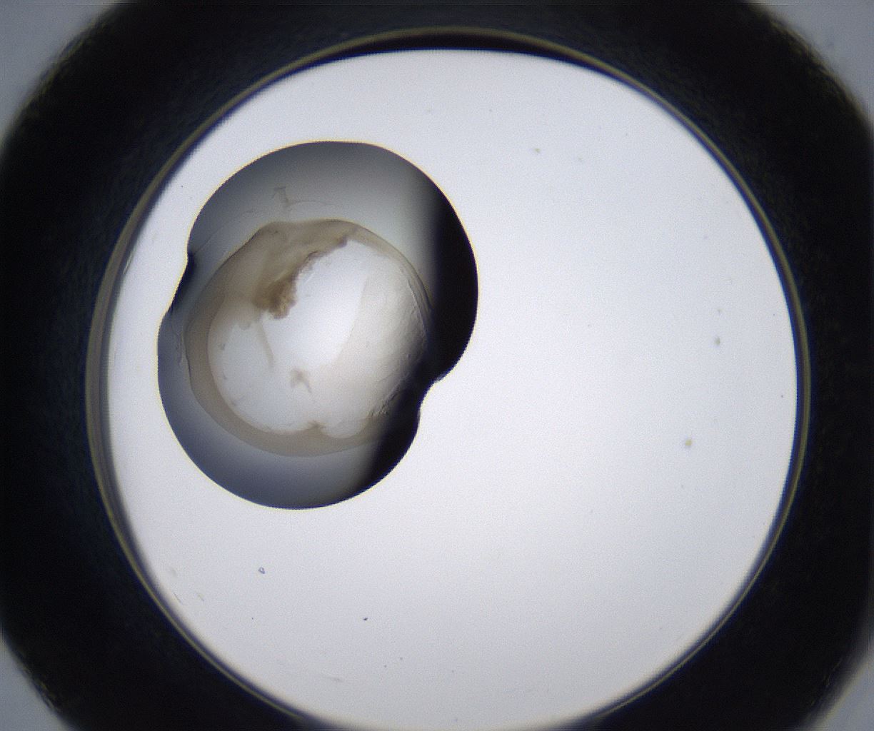 folderID211_plateID2211_batchID10045_wellNum55_profileID1_d2_r150436_ef.jpg