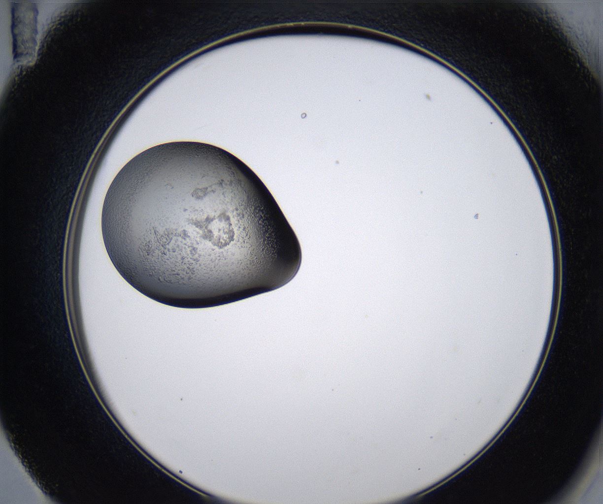 folderID211_plateID2211_batchID10045_wellNum59_profileID1_d2_r150444_ef.jpg