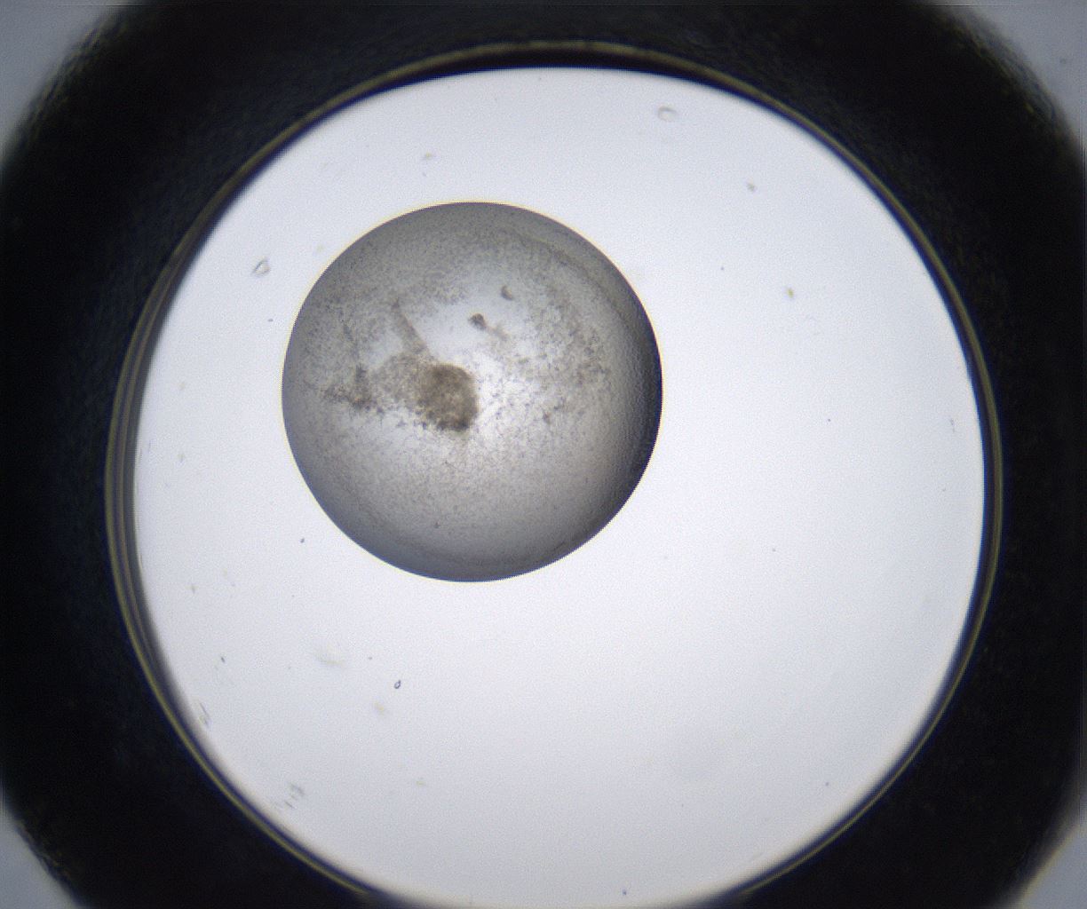 folderID211_plateID2211_batchID10045_wellNum67_profileID1_d2_r150460_ef.jpg
