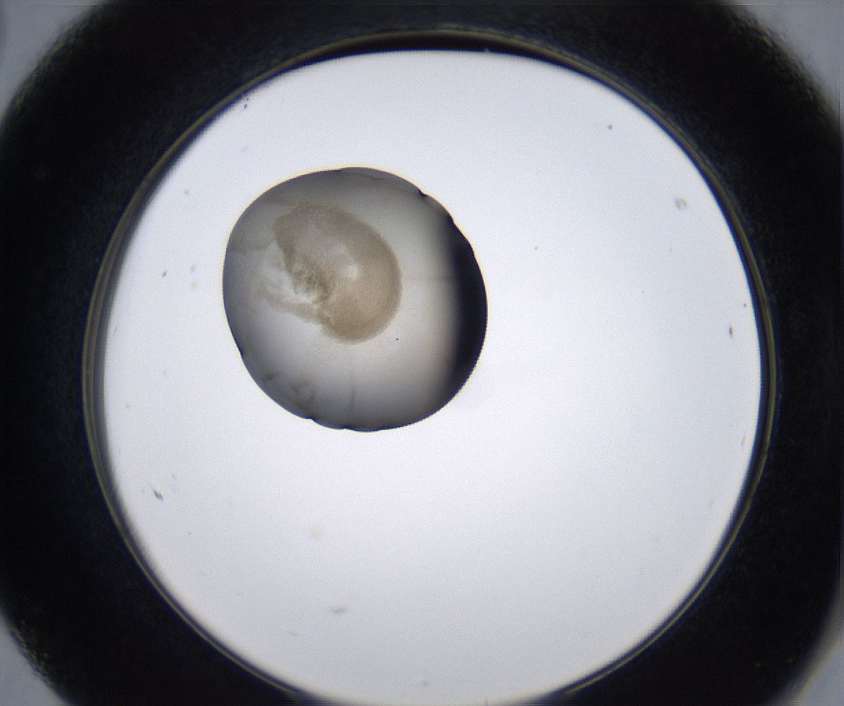 folderID211_plateID2211_batchID10045_wellNum68_profileID1_d2_r150462_ef.jpg