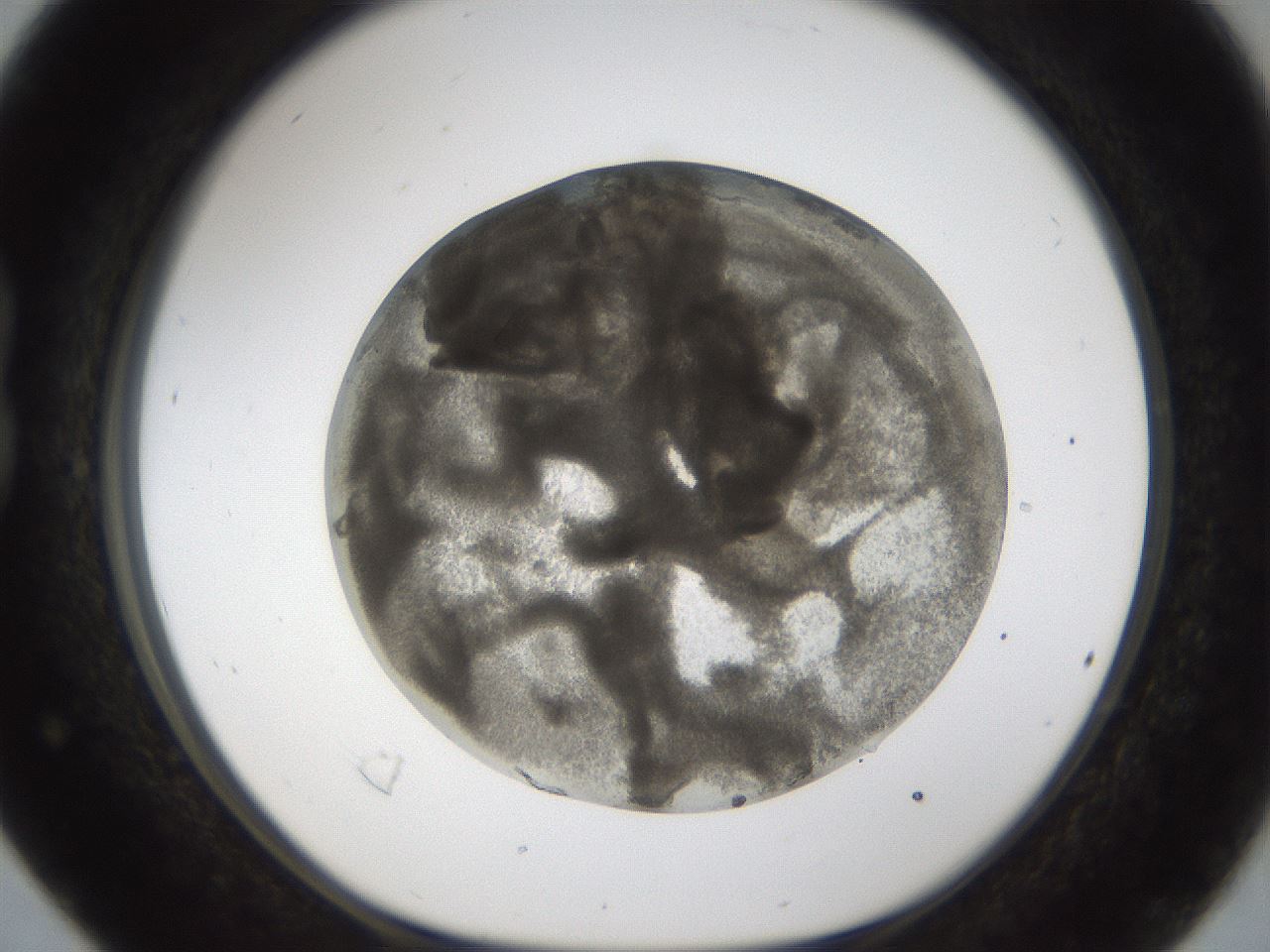 folderID212_plateID1212_batchID3623_wellNum16_profileID1_d1_r68414_ef.jpg