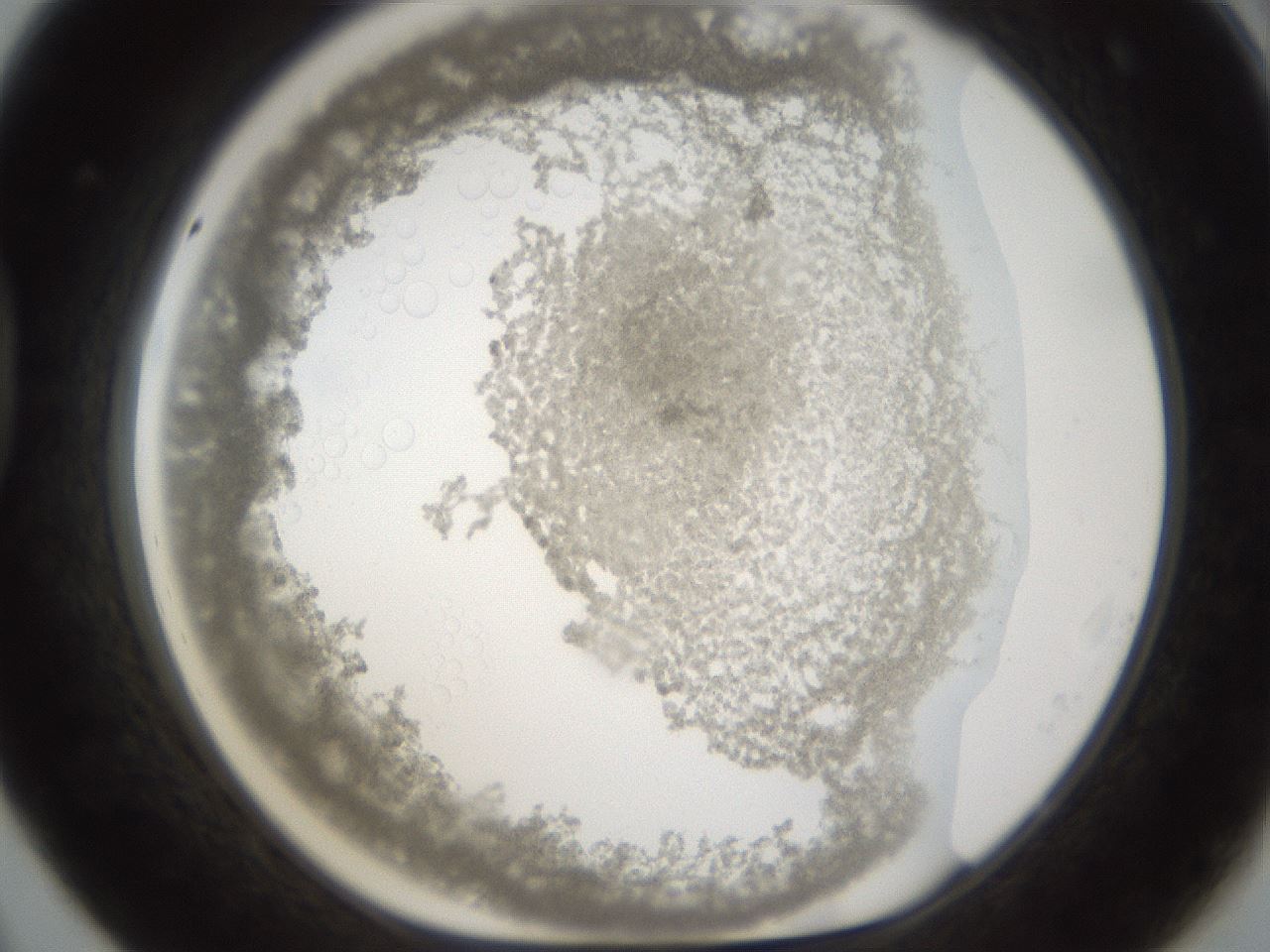 folderID212_plateID1212_batchID3623_wellNum44_profileID1_d1_r68470_ef.jpg
